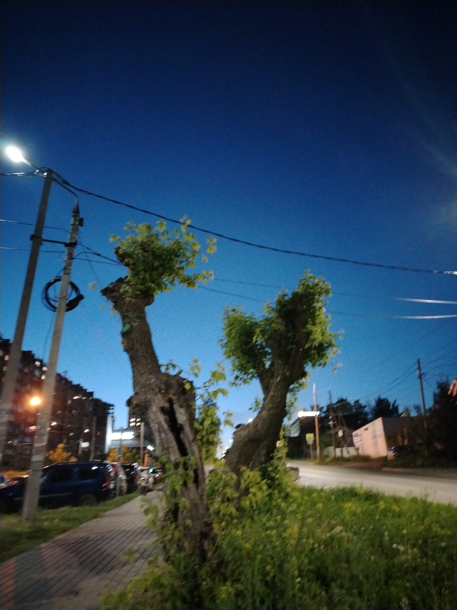 The image captures a twilight scene in Izhevsk, Russia. Two pruned trees stand on a grassy verge beside a pavement and road. The tree on the left has a cavity in its trunk. In the background, a street lamp illuminates a row of parked cars, predominantly dark blue, along the pavement. Several multi-story buildings line the street behind the vehicles. Overhead, power lines crisscross the deep blue sky. A street sign and buildings can be seen across the road. The scene suggests an urban setting at dusk.