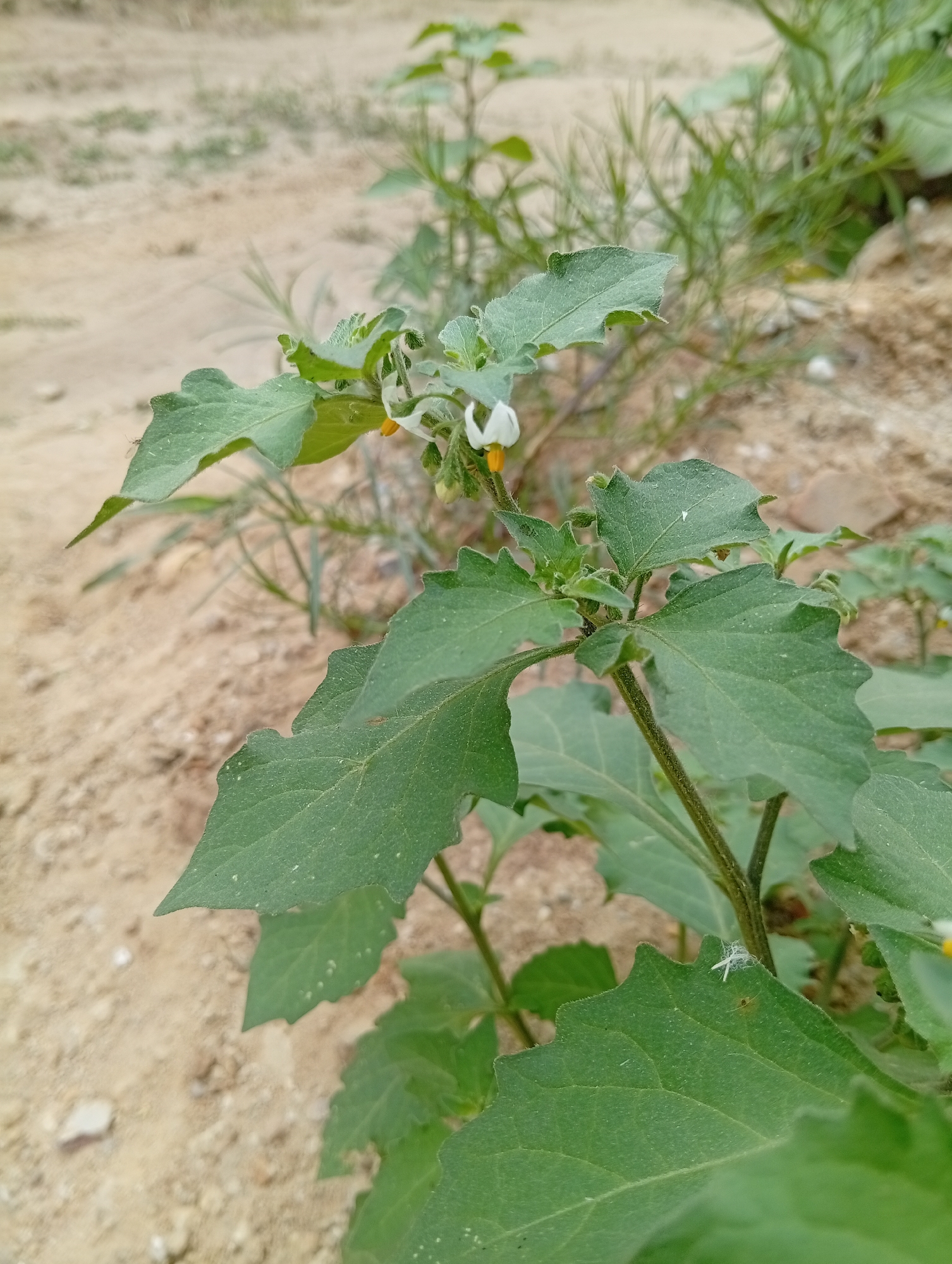 The image shows a close-up view of a plant with green leaves and small white flowers. The plant is growing in sandy soil, with some dry vegetation in the background. A small insect is visible on one of the leaves. The scene is outdoors.