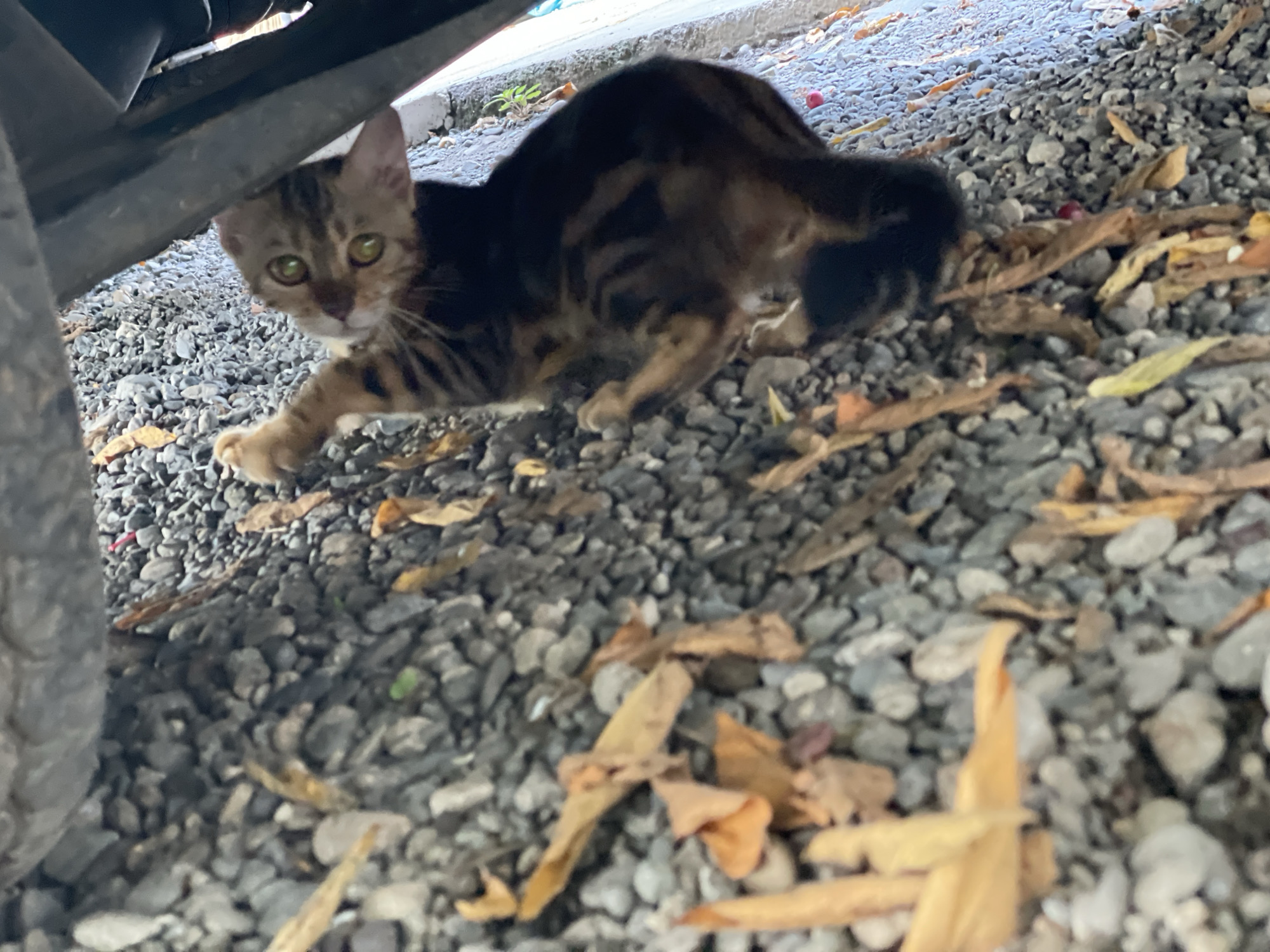 A small, spotted cat with green eyes crouches under the chassis of a vehicle parked in a gravelly area. Dry leaves are scattered on the gravel. This photograph was taken in Hijo, Philippines.