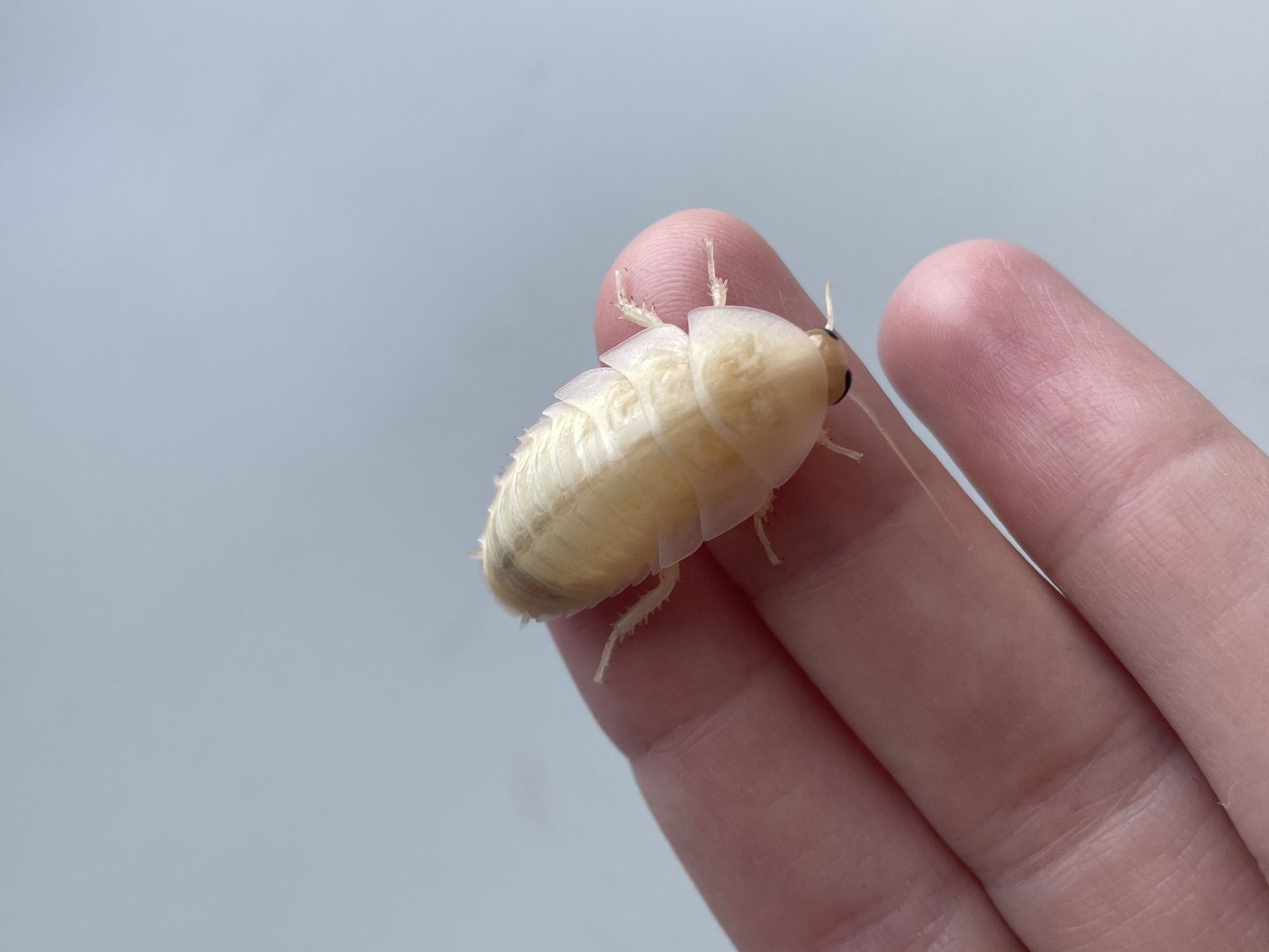 A pale yellow cockroach is perched on a human finger against a muted blue background. The cockroach's body is segmented and appears somewhat translucent. Its antennae are visible, extending forward. The finger is soft pink with visible skin texture. The overall scene is brightly lit, with a shallow depth of field that blurs the background. There is no discernible location in Hrodna, Belarus.