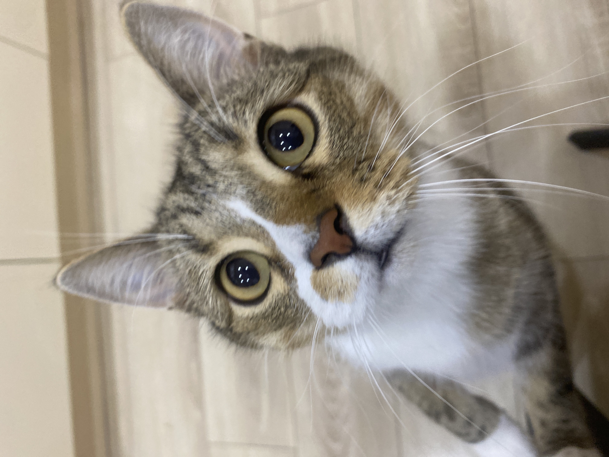 A close-up, eye-level shot shows the face of a tabby cat looking directly at the camera. The cat has large, round, yellow eyes with black pupils that reflect white dots. Its nose is a warm brown color, and its muzzle is white with brown and grey tabby markings on its cheeks and forehead. The cat's ears are pointed upwards, and its white whiskers are prominent. The background appears to be a light-colored wooden floor. There is no identifiable location in Novokuybyshevsk, Russia, in this image.