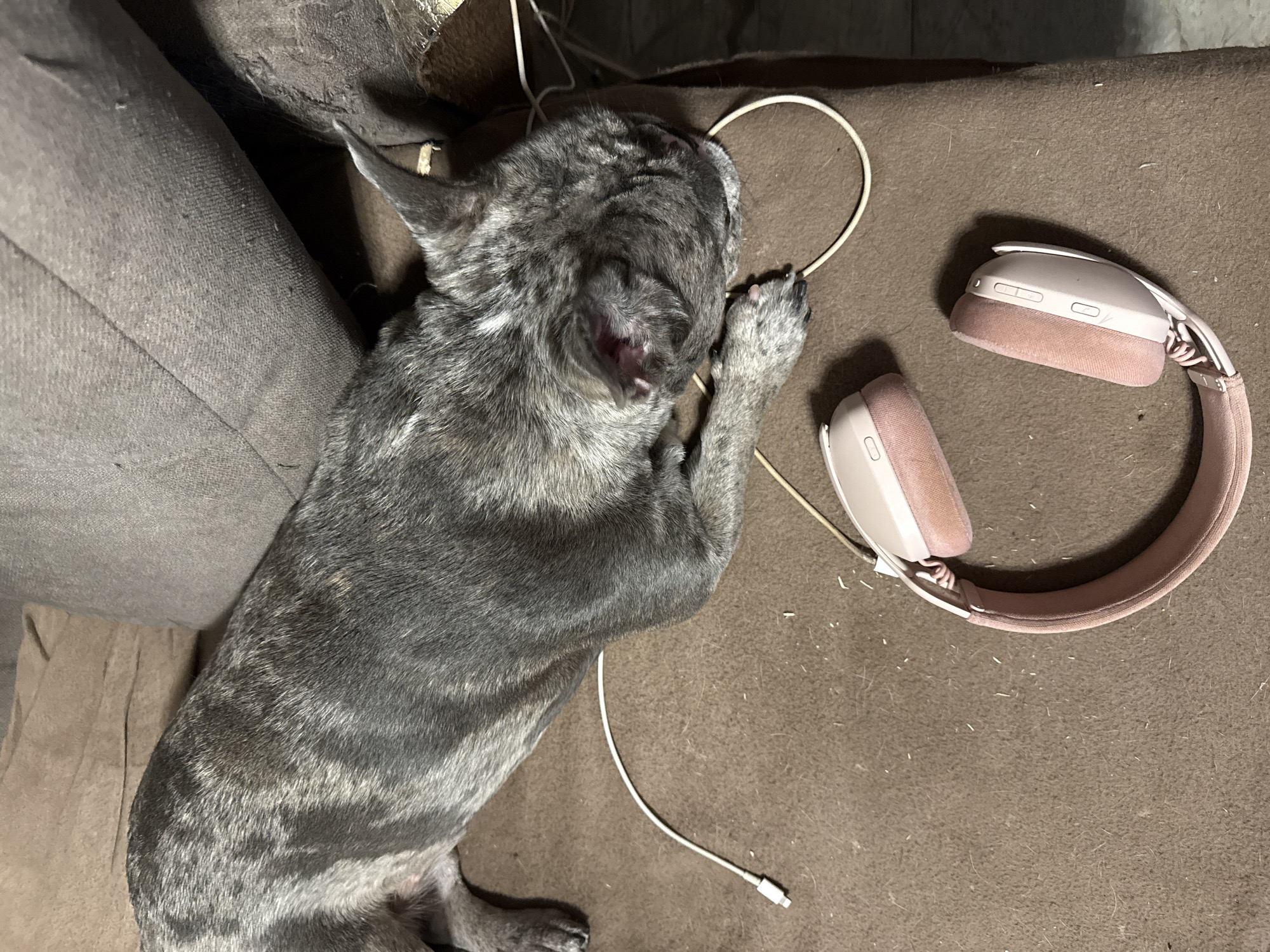 An overhead shot depicts a short-haired dog, exhibiting a brindle/merle coat pattern of grey, black, and off-white, lying prone on a textured brown fabric surface. The dog's head is turned away from the viewer, resting near a coiled light-colored cable. Its front paws are visible near its head. Behind the dog, a grey upholstered cushion is partially visible, with a dark crevice to its right. In the foreground, below and to the right of the dog, a pair of rose gold/light pink over-ear headphones with soft fabric earcups and visible controls on the right earcup are placed. A white charging cable with a Lightning-style connector is present on the brown fabric to the left of the dog's midsection. The brown fabric surface shows scattered lint and fibers. No individuals or specific location indicators are discernable within the frame to confirm the location as Berezyna, Ukraine.