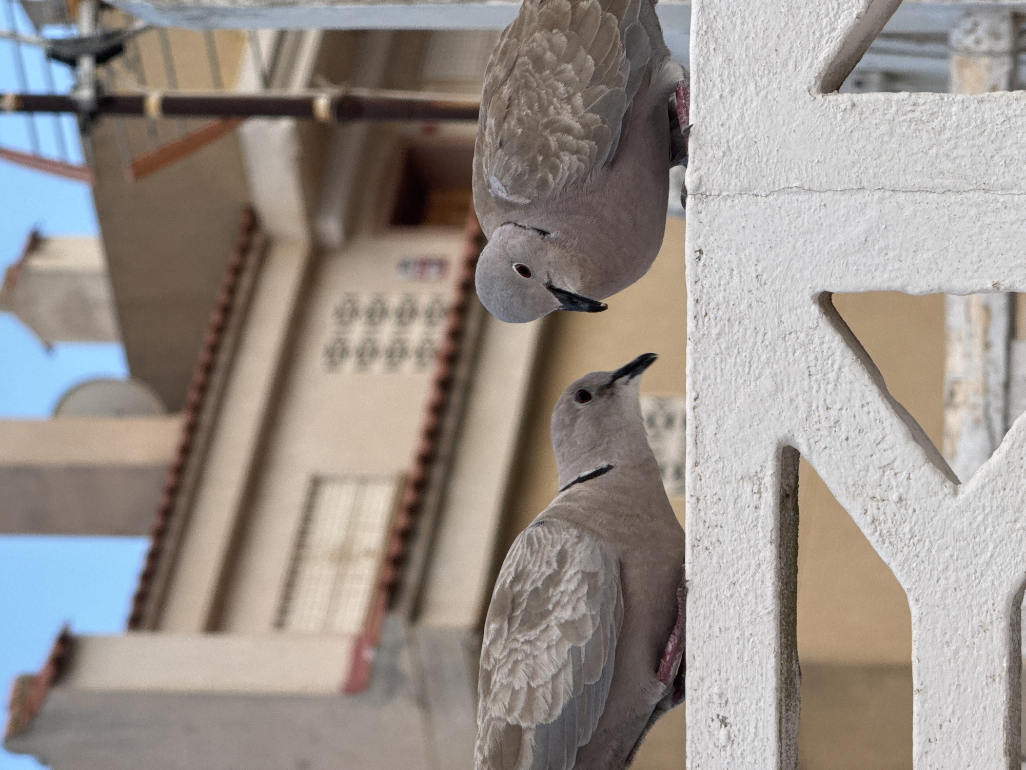 Two collared doves (Streptopelia decaocto) perch on a white textured railing. The dove on the left is facing left, while the dove on the right is facing right, with its head tilted down. Both birds have grey and white plumage and red eyes. The background features a beige building with a red-tiled roof and a clear blue sky. The scene is likely a residential area in Torrevieja, Spain, given the architectural style.