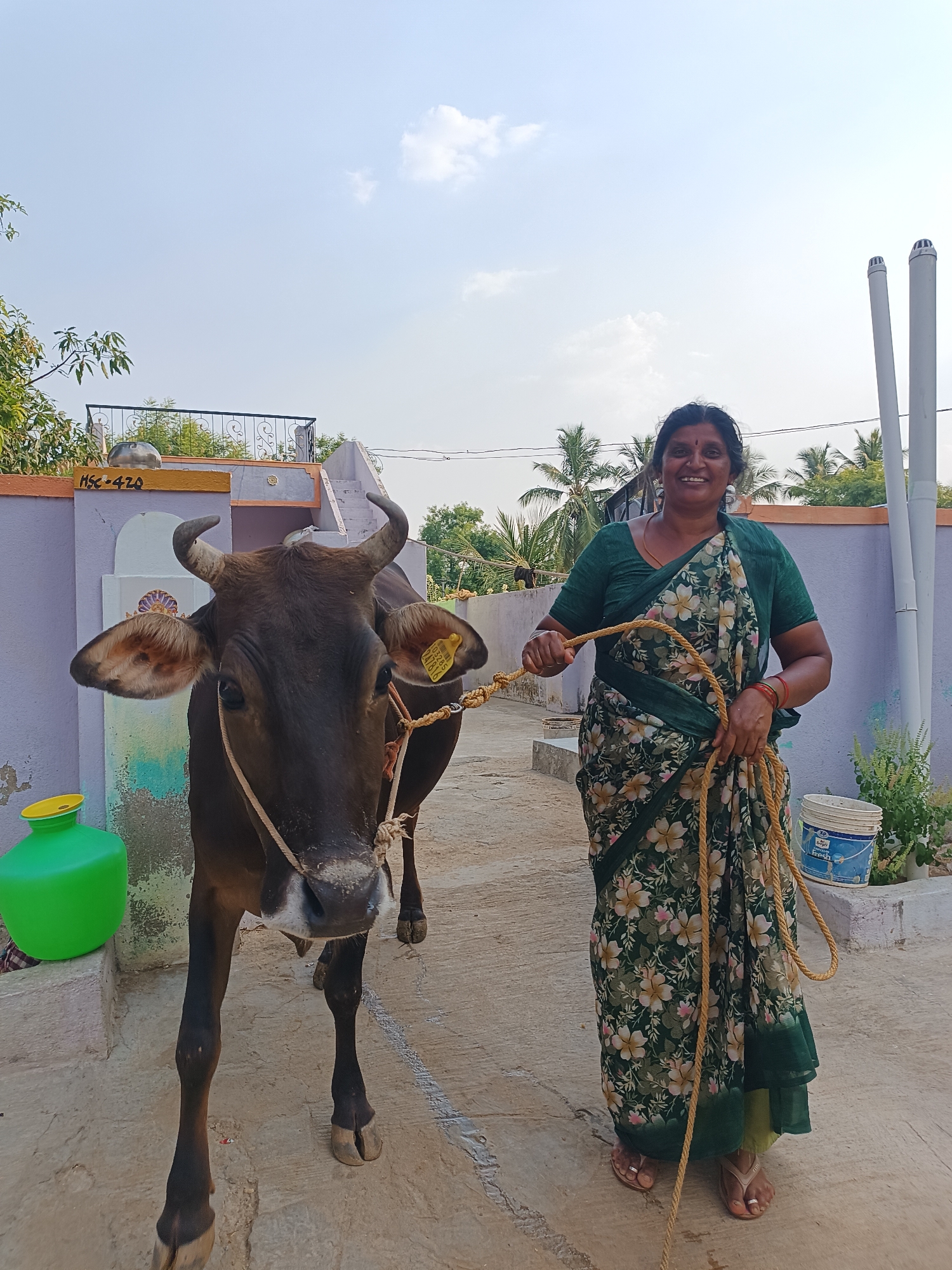 A woman stands with a cow in Kammavaripalli, India. The woman is smiling, wearing a green and floral sari, and holding a rope tied to the cow's horns. The cow is brown with a white patch on its nose and a yellow tag on its ear. They are on a concrete surface near a purple building with a green water jug. A white bucket and plants are visible in the background. The sky is blue with scattered clouds.