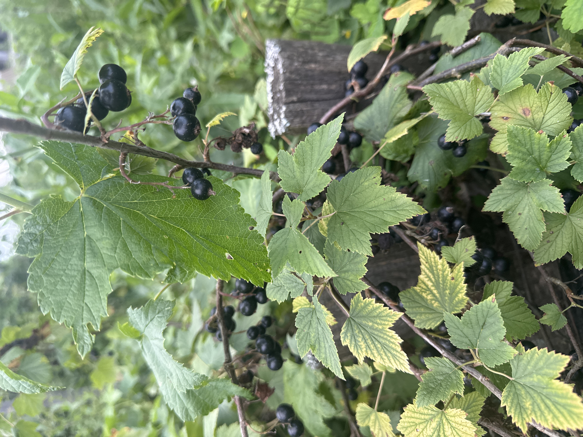 A close-up, vertical, eye-level shot captures a blackcurrant bush laden with ripe, dark berries and green leaves. The berries are clustered on thin stems, some hanging in small bunches. The leaves are serrated and show a mix of vibrant green and yellowish-green hues, with some exhibiting minor damage. In the background, the foliage is a blur of green, suggesting a garden setting. To the right of the frame, a rough, weathered wooden post, likely part of a fence or support structure, is visible. The lighting is overcast, casting a soft, diffused light on the scene. The image was taken in Nozhovka, Russia.