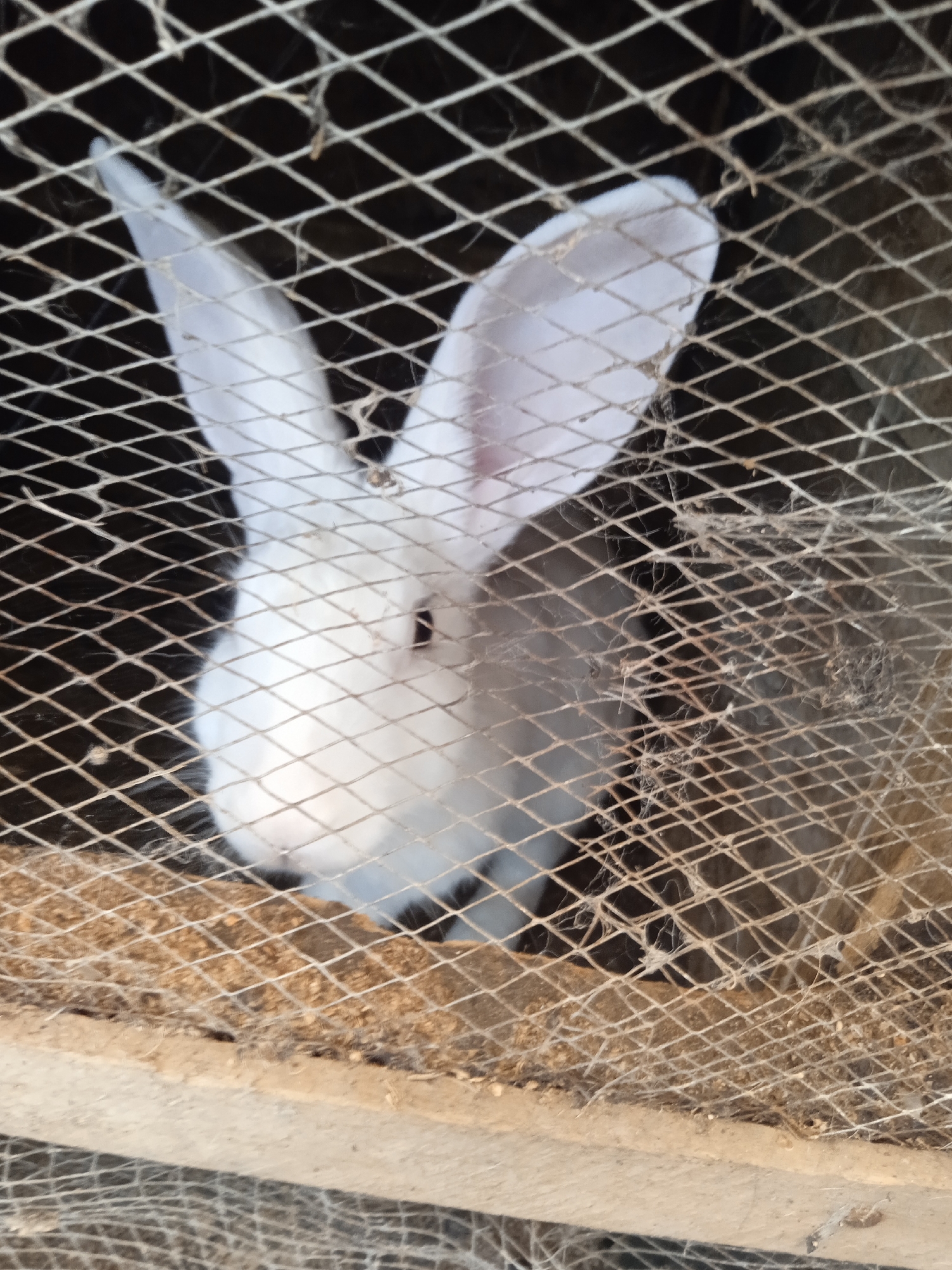A white rabbit is positioned in a wire cage. Another, darker rabbit is partially visible to the right, also within the cage. The setting appears to be outdoors in the city of Jos, Nigeria, based on the environment. The cage rests on a wood and metal structure. The cage is rusty and dusty.