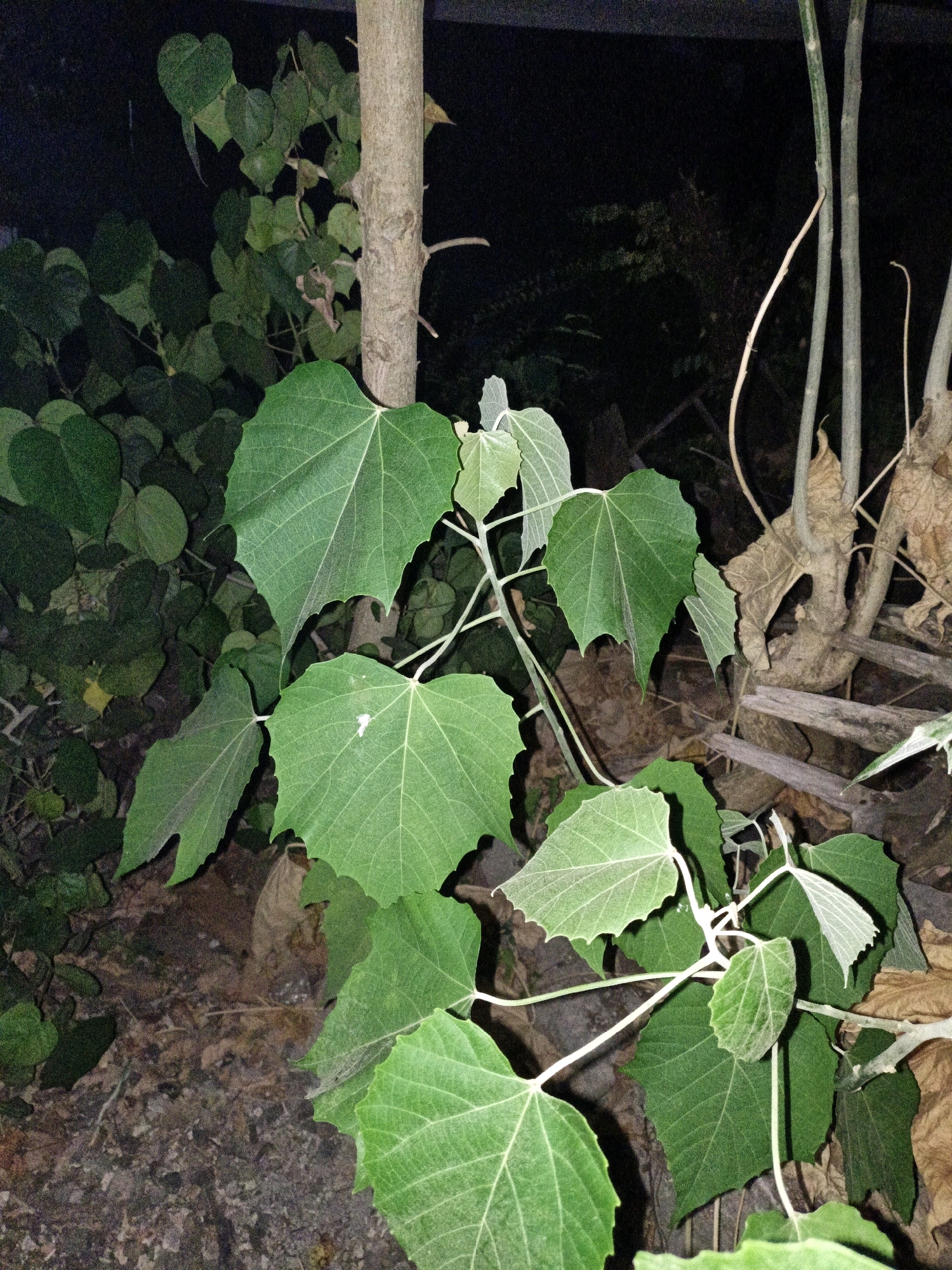The image displays a close-up view of a plant with large, green, heart-shaped leaves and a textured, grey-brown trunk, likely located in Cikal, Indonesia. The plant's foliage is the primary focus, with prominent veins visible on the leaves. Some dried, brown leaves are scattered in the background, suggesting a natural or semi-natural outdoor environment. The lighting appears dim, hinting at a nighttime or heavily shaded setting. Several slender, vertical stems are also visible, contributing to the overall composition of the vegetation.
