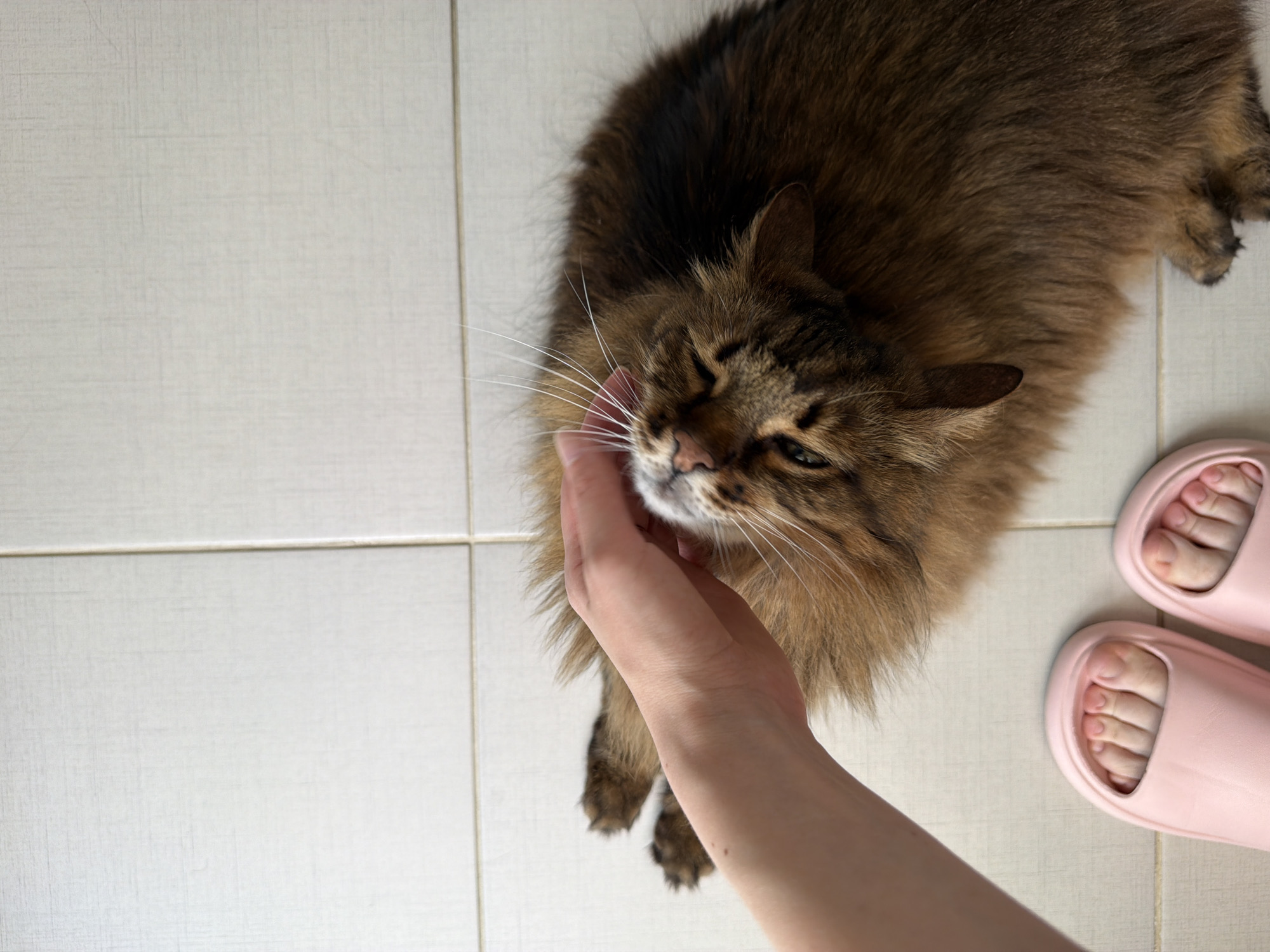 A person's hand is petting a fluffy brown tabby cat lying on its back on a tiled floor. The cat's eyes are closed, and it appears relaxed. The person is wearing pink slippers. The scene takes place indoors, likely in a bathroom or kitchen due to the tile flooring. The location is not specified in the image.