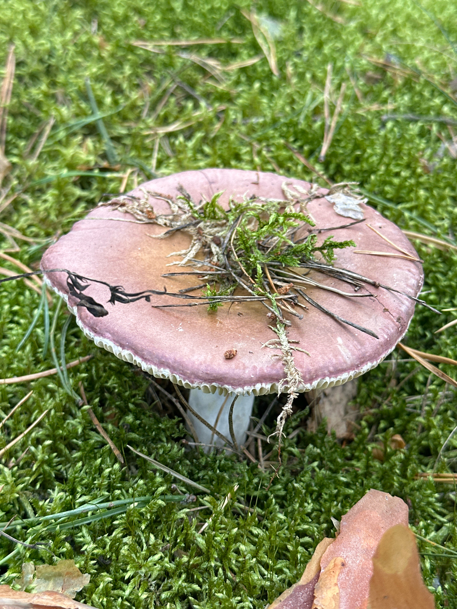 A single pink-capped mushroom with a white stalk is centrally located in a lush green mossy forest floor. The mushroom's cap is slightly depressed in the center and has a wavy, toothed edge. It is adorned with small bits of moss and dry pine needles. The surrounding environment is densely covered with vibrant green moss, interspersed with fallen pine needles and twigs. In the foreground, to the right, a piece of reddish-brown bark lies on the moss. The background consists of more of the same mossy ground cover, suggesting a natural woodland setting. No people or animals are visible in the image. The scene appears to be a close-up, eye-level shot of the mushroom and its immediate surroundings. The lighting is natural and diffused, typical of a forest environment. The location is identified as Мядзельскі сельскі Савет, Belarus.