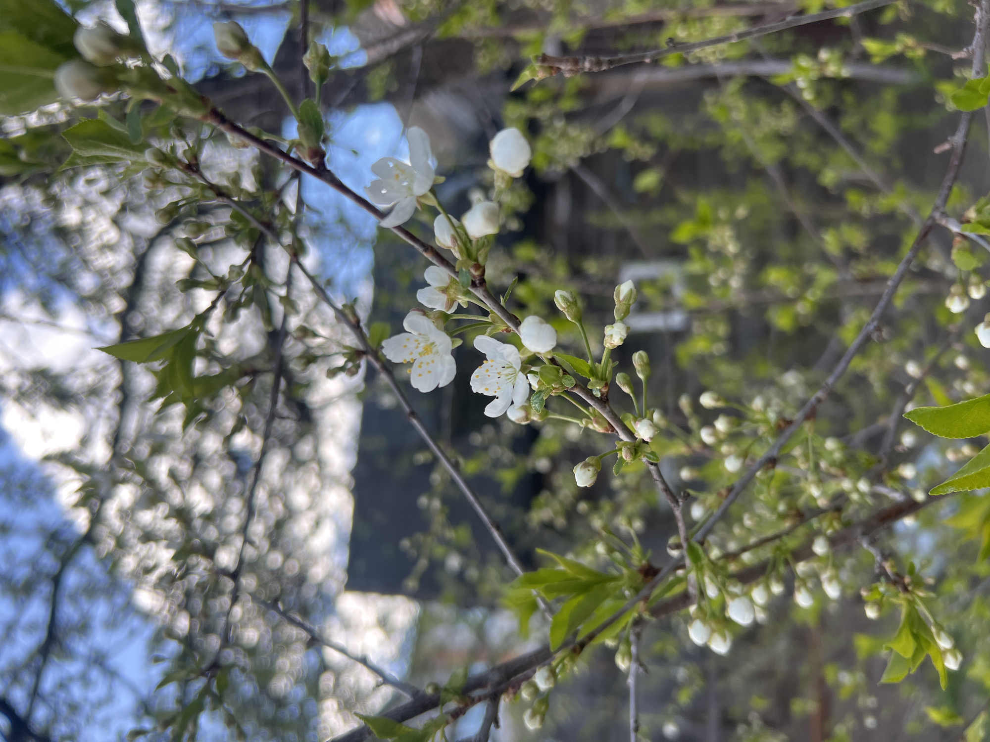The image depicts a branch of a tree with white blossoms and buds, suggesting it is springtime. Green leaves are present. The background is blurry, with hints of blue sky and possibly other vegetation. The image is oriented with the sky on the left side. Without additional context, it's not possible to verify that the photograph was taken in Chaikovsky, Russia. Further information such as geotags or metadata would be necessary to confirm the location.