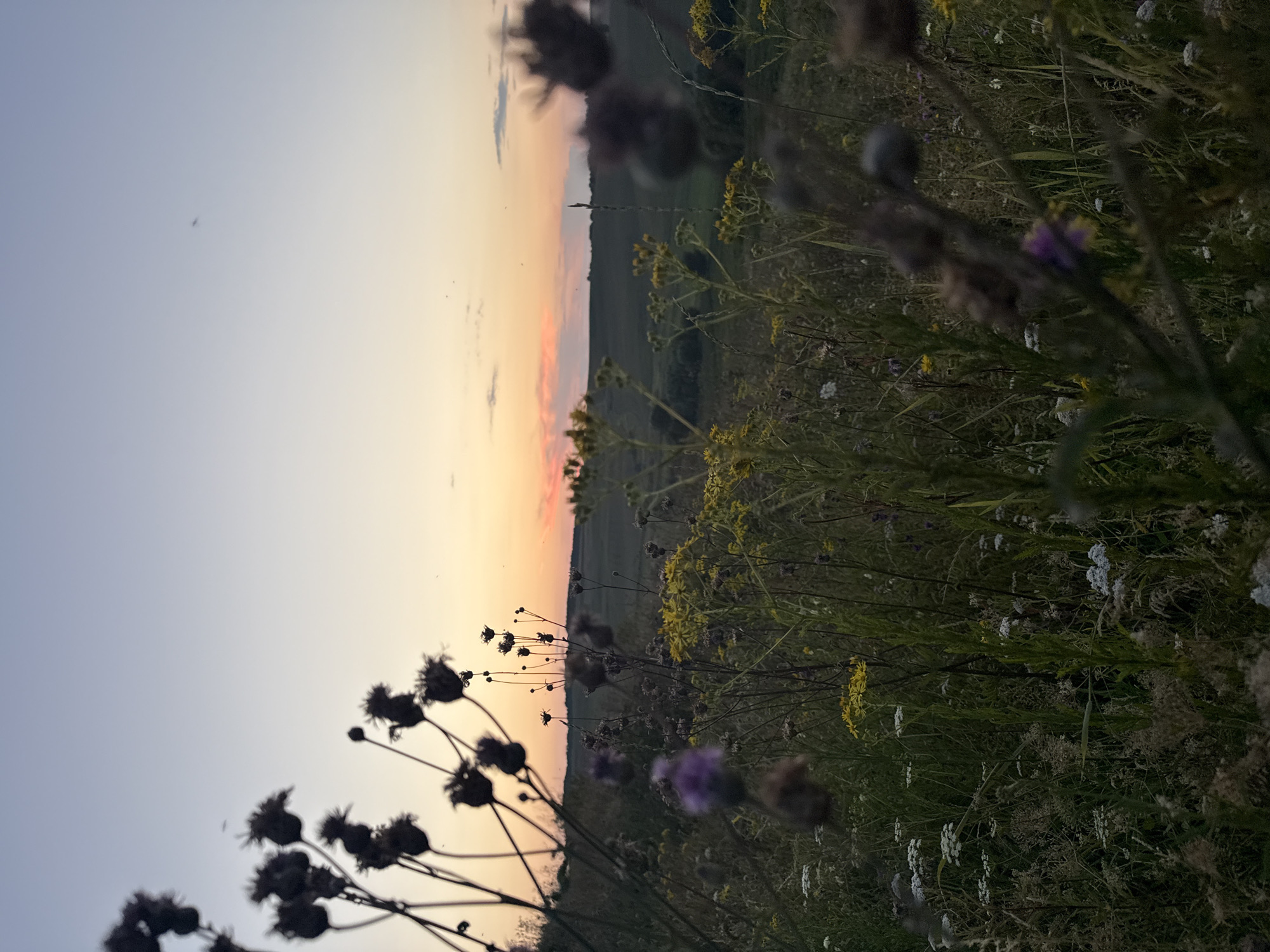 The image depicts a natural landscape at dusk, characterized by a gradient sky transitioning from pale blue at the top to hues of orange and pink near the horizon. Silhouetted against this sky are several dark, spiky seed heads of wildflowers in the foreground, with some appearing out of focus. The middle ground is filled with a dense field of various wild grasses and flowers, including clusters of small yellow blossoms and some muted purple flowers. A distant, undulating terrain is visible beyond the field, partially obscured by the foreground vegetation. The overall impression is one of a tranquil, rural setting during the twilight hours. There are no people or man-made structures visible.