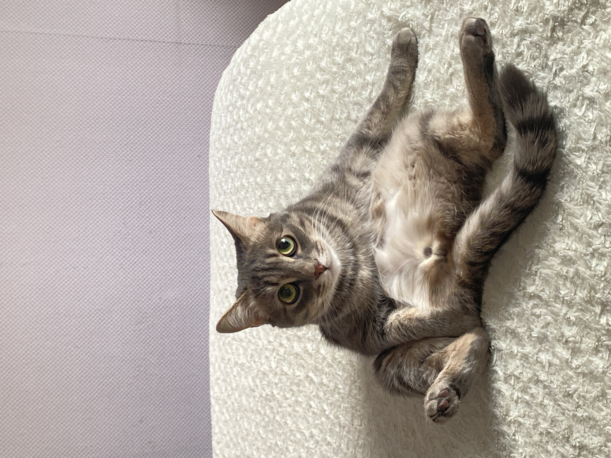 A gray tabby cat is lying on its back on a white, textured surface. The cat's head is facing the camera, and its eyes are open. Its paws are crossed. A light gray surface is visible in the background. The location is not specified in the image data.