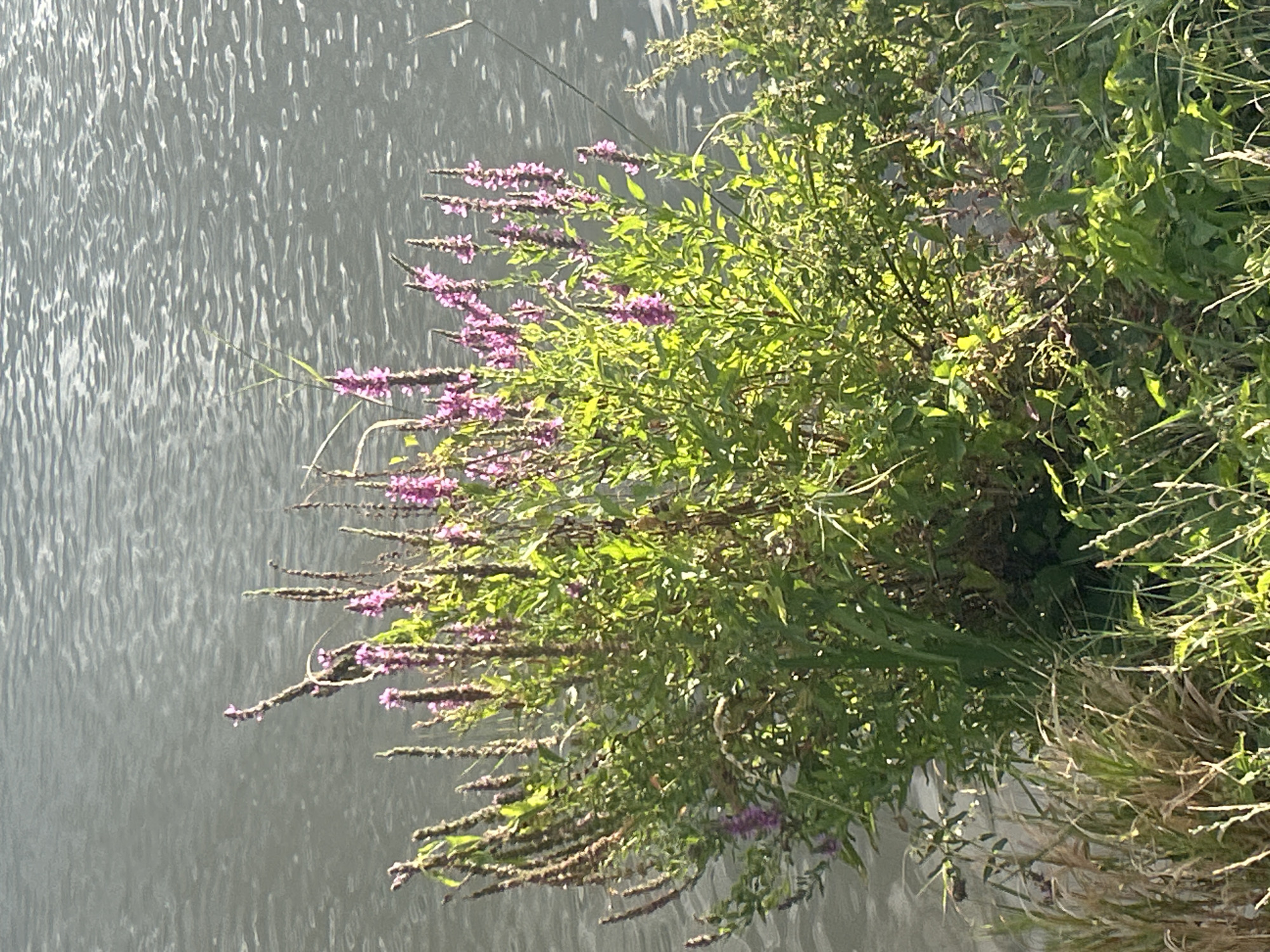 A clump of flowering plants with tall, slender purple flower spikes stands on the grassy bank of a body of water. The water is calm, with a shimmering surface reflecting the light. The plants are green and lush, with some dried stalks interspersed among the blooms. The scene is lit by the sun, casting shadows and highlighting the texture of the vegetation and water. The location is a bank of the Dudváh River in Trnava, Slovakia.