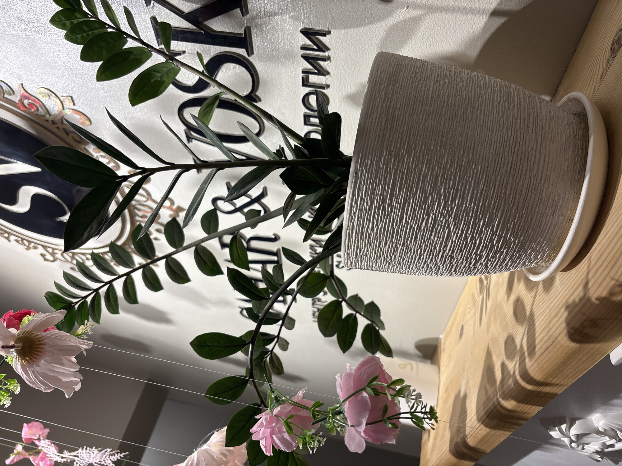 A still-life shot from a low angle shows a ZZ plant in a textured, off-white pot placed on a light wood shelf against a light-colored wall adorned with decorative lettering and design elements, also featuring artificial pink and white flowers hanging from thin strings. The room appears to be indoors with artificial lighting illuminating the scene. No people are visible. The specific city and country are not discernible from the image.