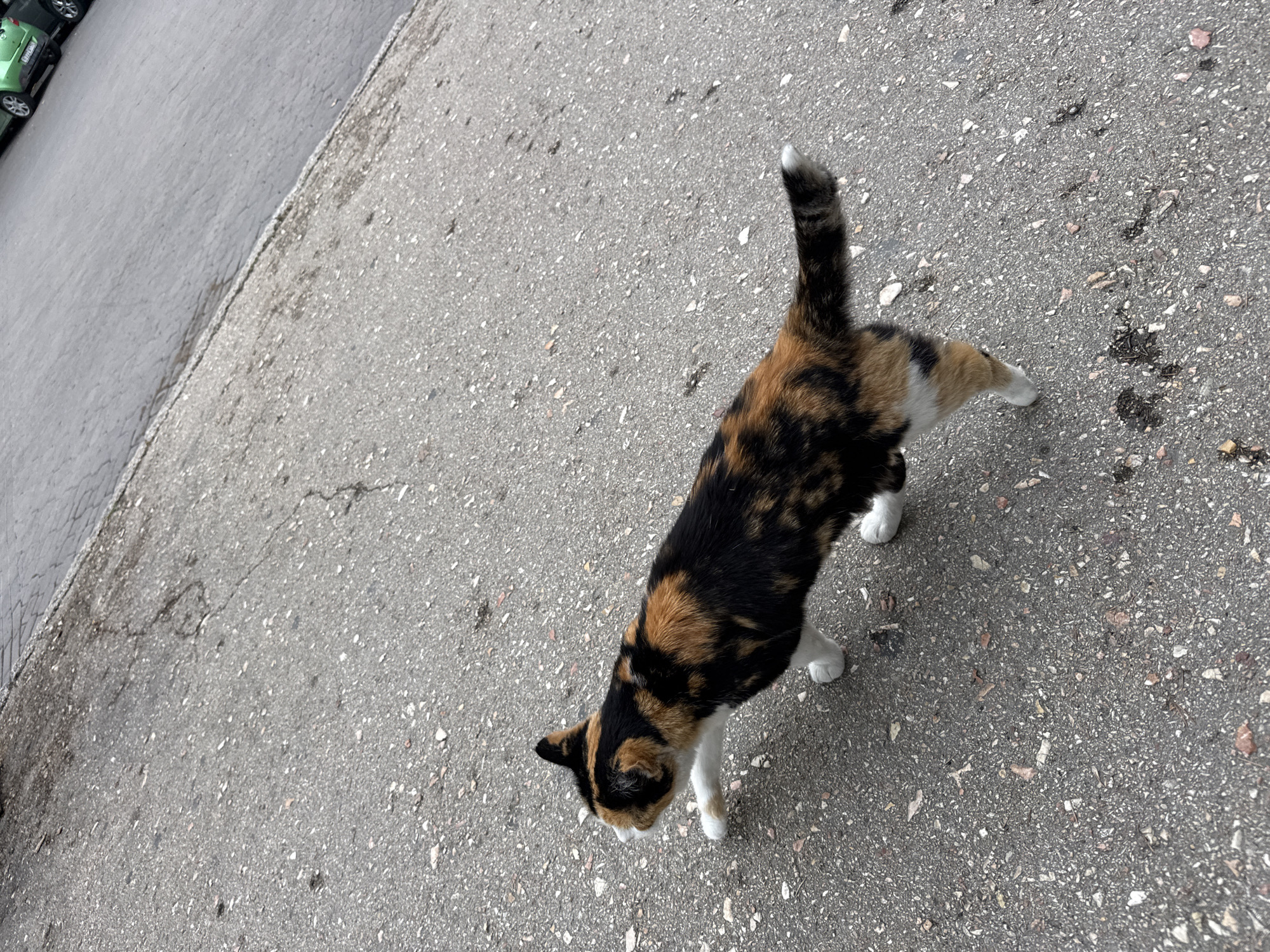 A tortoiseshell cat with black, orange, and white patches walks on a paved surface in Inkerman, Ukraine. The cat is facing left, with its tail raised and a white tip. The pavement is grey and appears cracked in places. In the upper right corner, parts of two parked cars are visible, one green and one dark. The sky is overcast, suggesting a cloudy day. The overall scene depicts a common urban street with a domestic animal.