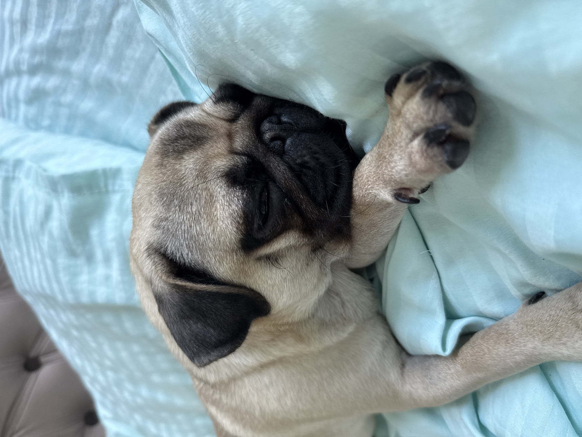 A fawn-colored pug puppy sleeps peacefully on a light teal-colored duvet. The puppy's head is turned to the right, with its face nestled into the duvet. Its eyes are closed, and its snout is visible. One of the puppy's front paws is resting on its face, and its other paw is also visible. The background shows a tufted headboard.