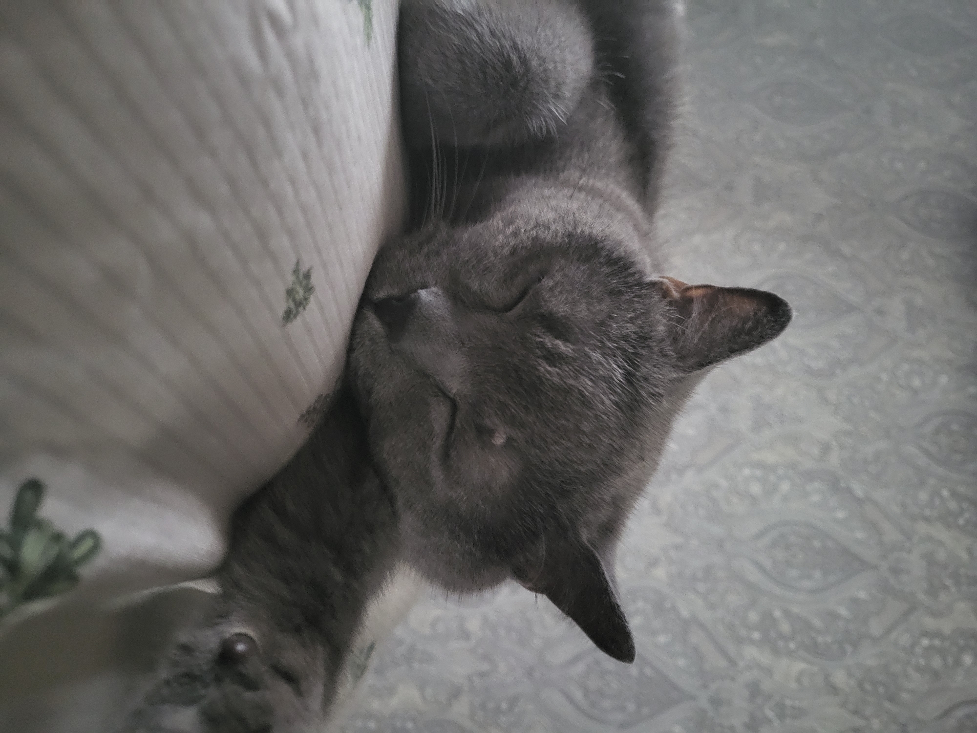 A gray cat is sleeping on a striped pillow with a floral pattern. The cat is curled up, with its head resting on its paws and its eyes closed. The background is a gray patterned wallpaper. The image is taken from a close-up perspective, with the cat filling most of the frame. The lighting is soft and diffused, suggesting an indoor setting.