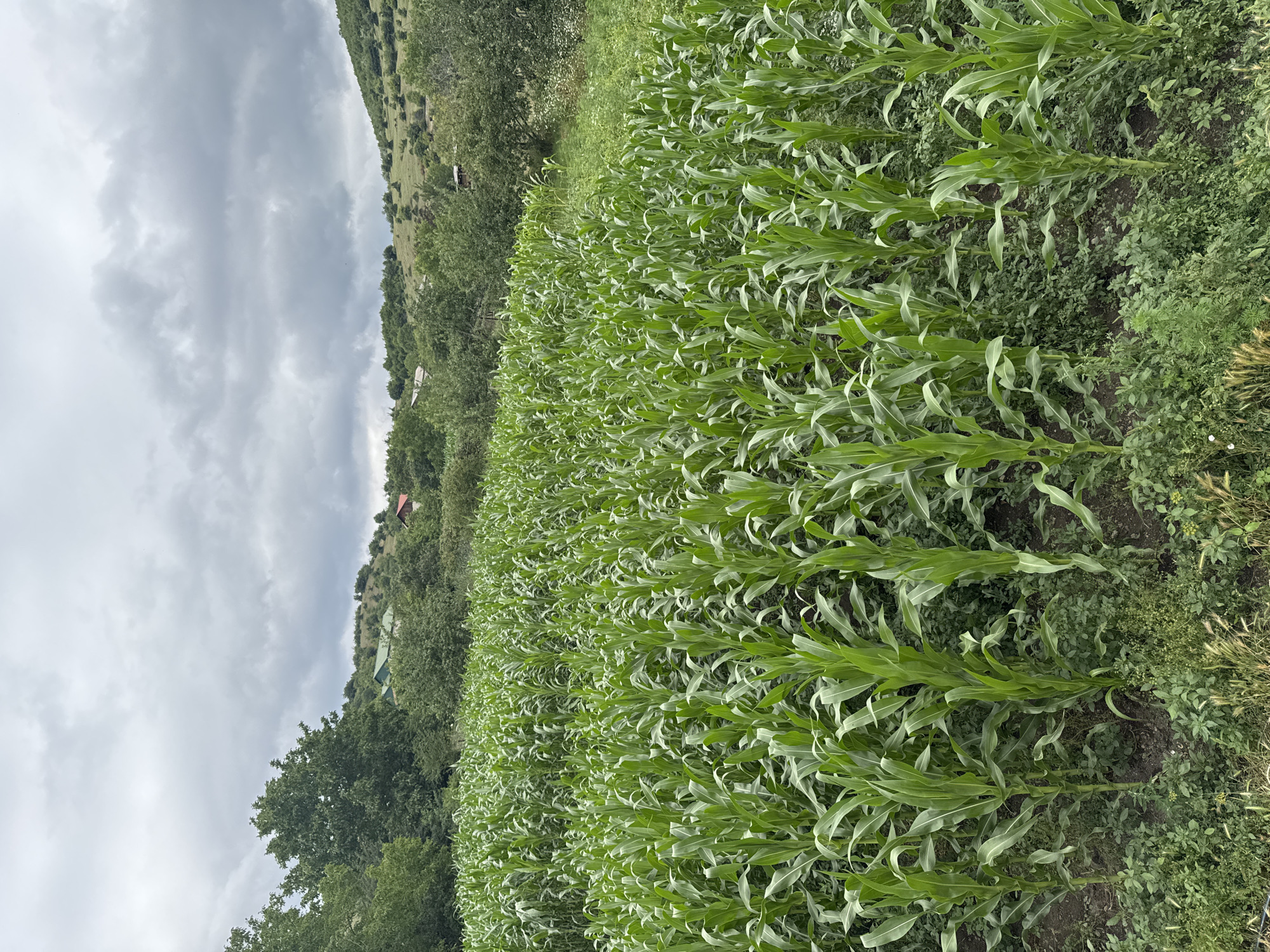 A field of young corn stalks stretches across the foreground of the image, their vibrant green leaves reaching upwards. In the middle ground, rolling hills are dotted with trees and a few small buildings with red and green roofs. The sky above is overcast with heavy, gray clouds. The scene appears to be a rural landscape in Tandzia, Georgia.