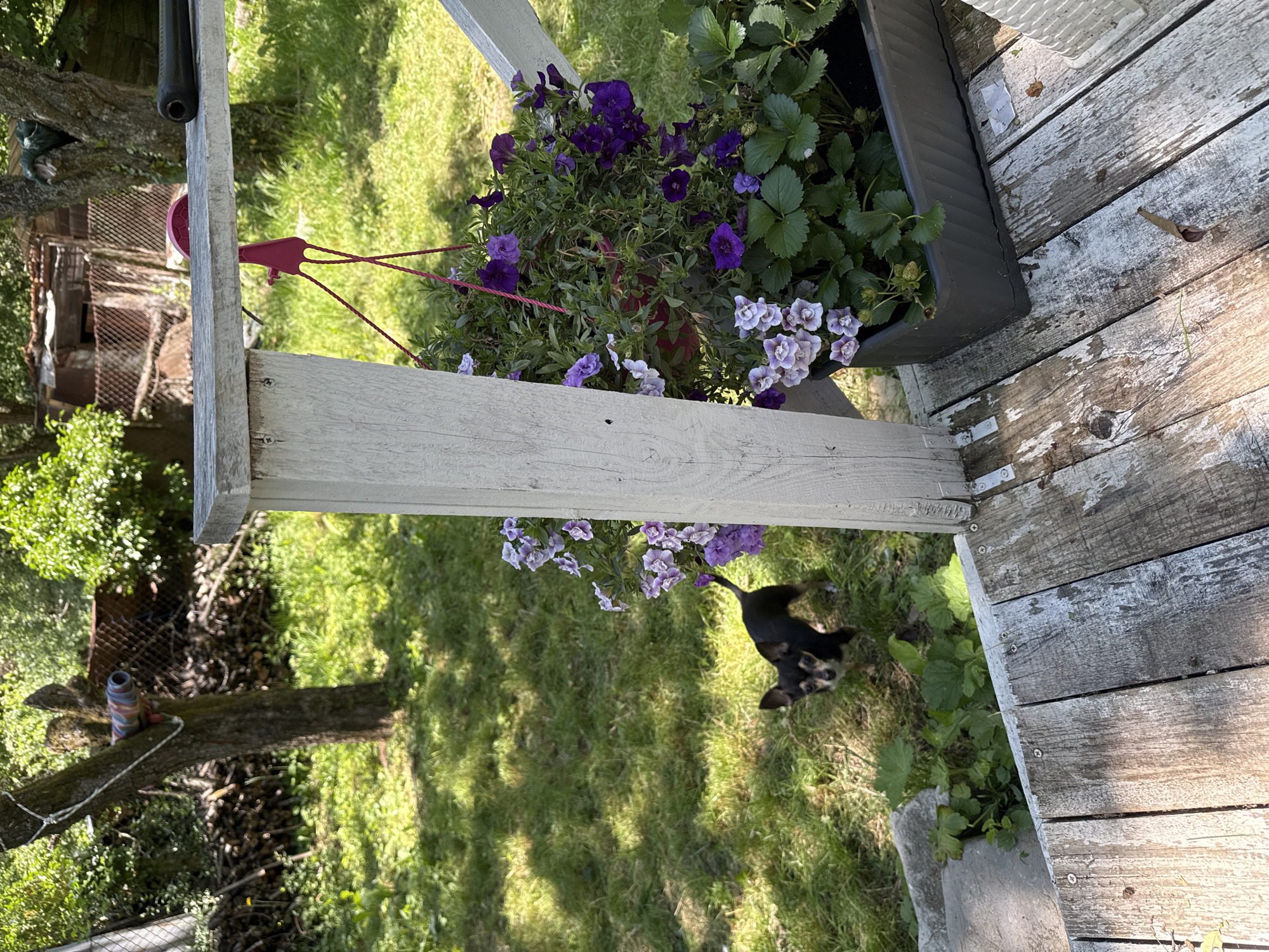 A small black and tan chihuahua stands on a grassy yard in front of a wooden porch. The dog is looking towards the camera. Behind the dog, there is a wooden structure with a corrugated metal roof. There are trees and bushes in the background. In the foreground, on the porch, there are several potted plants, including petunias and strawberries. The porch is made of weathered wooden planks. The scene appears to be in a residential area in the village of Dramsha, Bulgaria.
