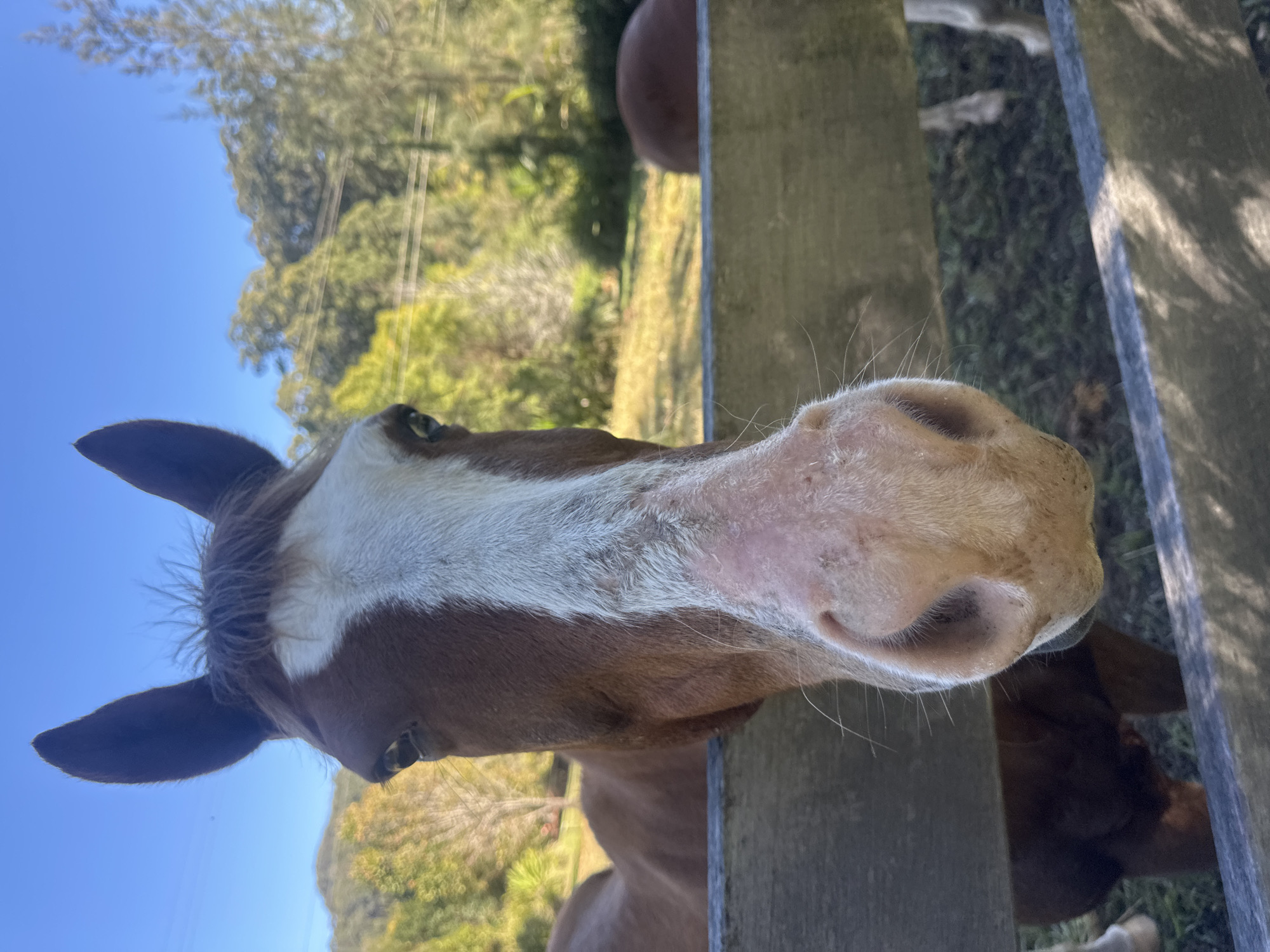 A close-up, eye-level shot focuses on the head of a brown and white horse peering over a wooden fence. The horse's face is dominant in the foreground, with its pink muzzle and dark nostrils prominent. A white blaze runs down its forehead and nose. The background shows a sunlit rural landscape with green trees and hills under a clear blue sky. The fence, made of rough-hewn wooden planks, bisects the image horizontally. Other horses are partially visible in the background, one a dark brown color and another with lighter legs. The lighting suggests it is daytime, likely late morning or early afternoon. The location appears to be a paddock or farm in Thora, Australia.