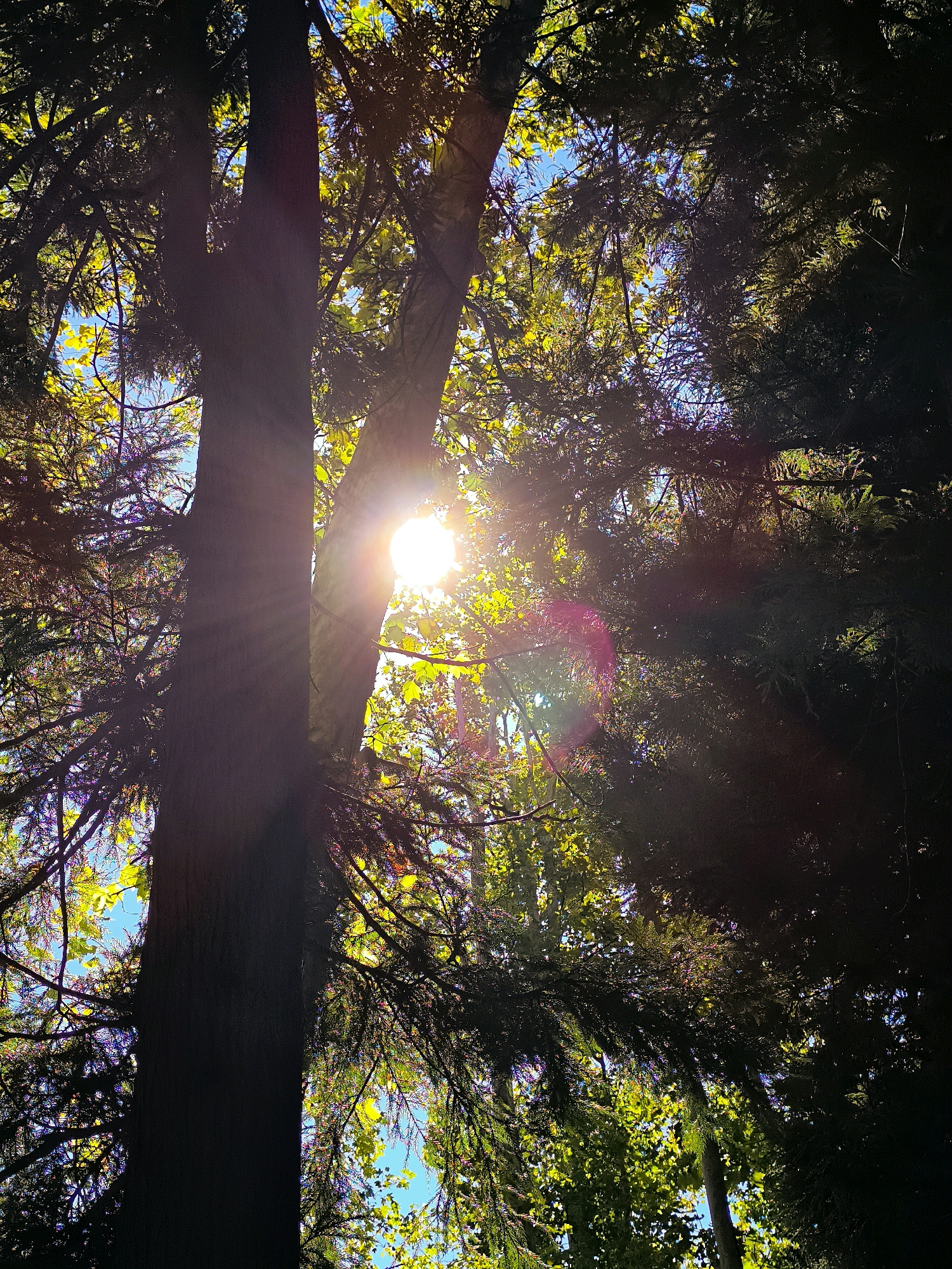 An upward view from beneath a canopy of trees reveals the sun breaking through the branches. The sky is visible in patches of bright blue. The sunlight creates lens flare and casts rays through the leaves, which are a mix of vibrant green and yellow. The dark, textured bark of a large tree trunk dominates the left side of the frame, with other trees and foliage filling the background. The scene appears to be in a natural setting, possibly a park or forest, in Khelvachauri, Georgia.