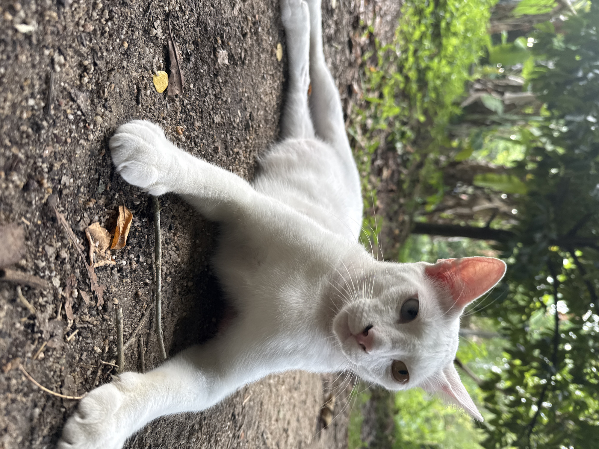 A white cat with heterochromia, one blue eye and one brown eye, lies on the ground in a wooded area. The cat is facing the camera, with its body stretched out in front of it. The ground is covered in dirt and leaves, with some small branches scattered around. In the background, there are trees and foliage, suggesting an outdoor environment. The lighting is natural, with dappled sunlight filtering through the leaves. The location is a wooded area on the island of Ko Pha-ngan, Thailand.