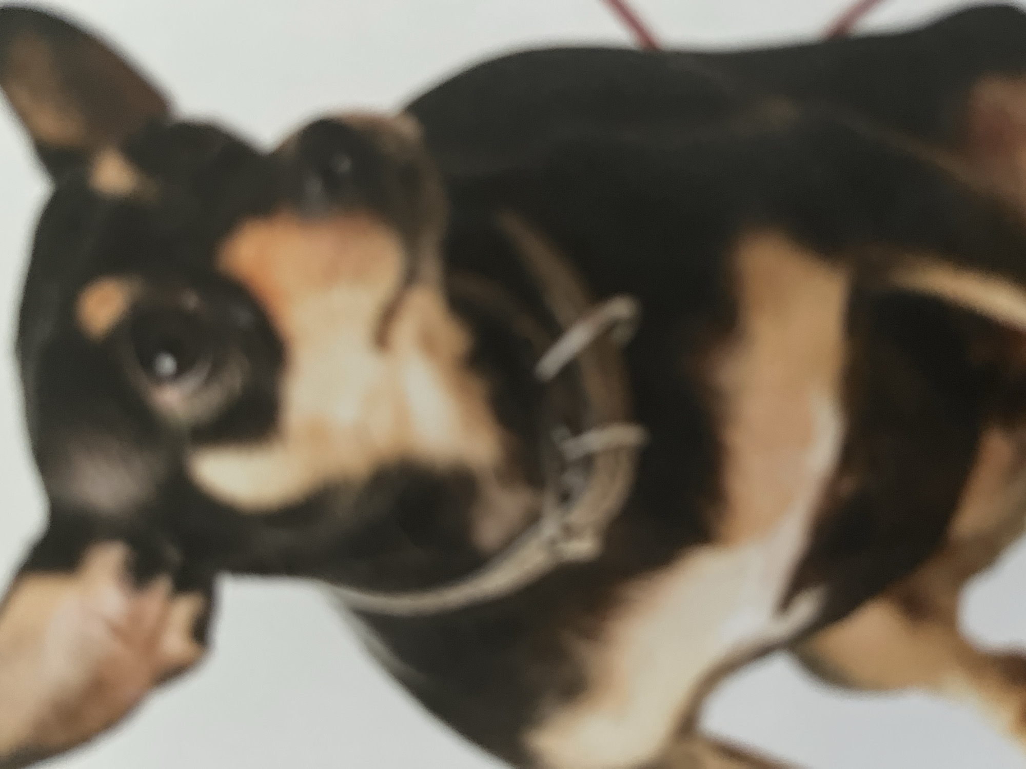 The image presents a severely out-of-focus, full-body portrait of a small, short-haired dog, specifically a black and tan breed, potentially a Miniature Pinscher or a similar compact terrier type. The dog is positioned centrally, facing slightly right, with its head turned to the left (viewer's perspective), looking past the camera. Its ears are upright and pointed. Distinct tan markings are visible above its eyes, on its muzzle, along its chest, and on its legs. A light-colored, possibly silver or metallic, chain-link style collar is around its neck. The background is plain white or off-white, suggesting a controlled studio environment. A faint, blurry reddish line or object is visible on the far right edge of the frame. No discernible environmental features are present to corroborate a specific geographical location within the city of Tyumen, Russia, though the image is provided in that context.