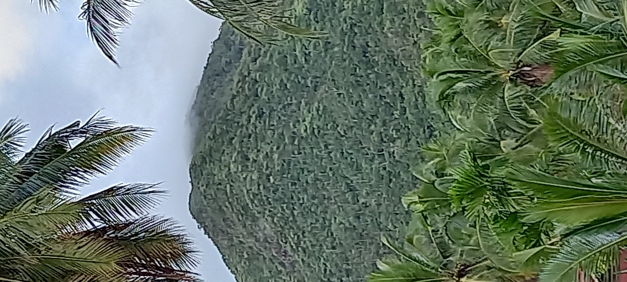 The image shows a mountain in Baan Chaloklum, Thailand, partially obscured by clouds on the left side of the frame. The mountain is covered in dense, green vegetation. Palm trees frame the scene, with fronds visible in the top left, bottom left, and right sides of the image.