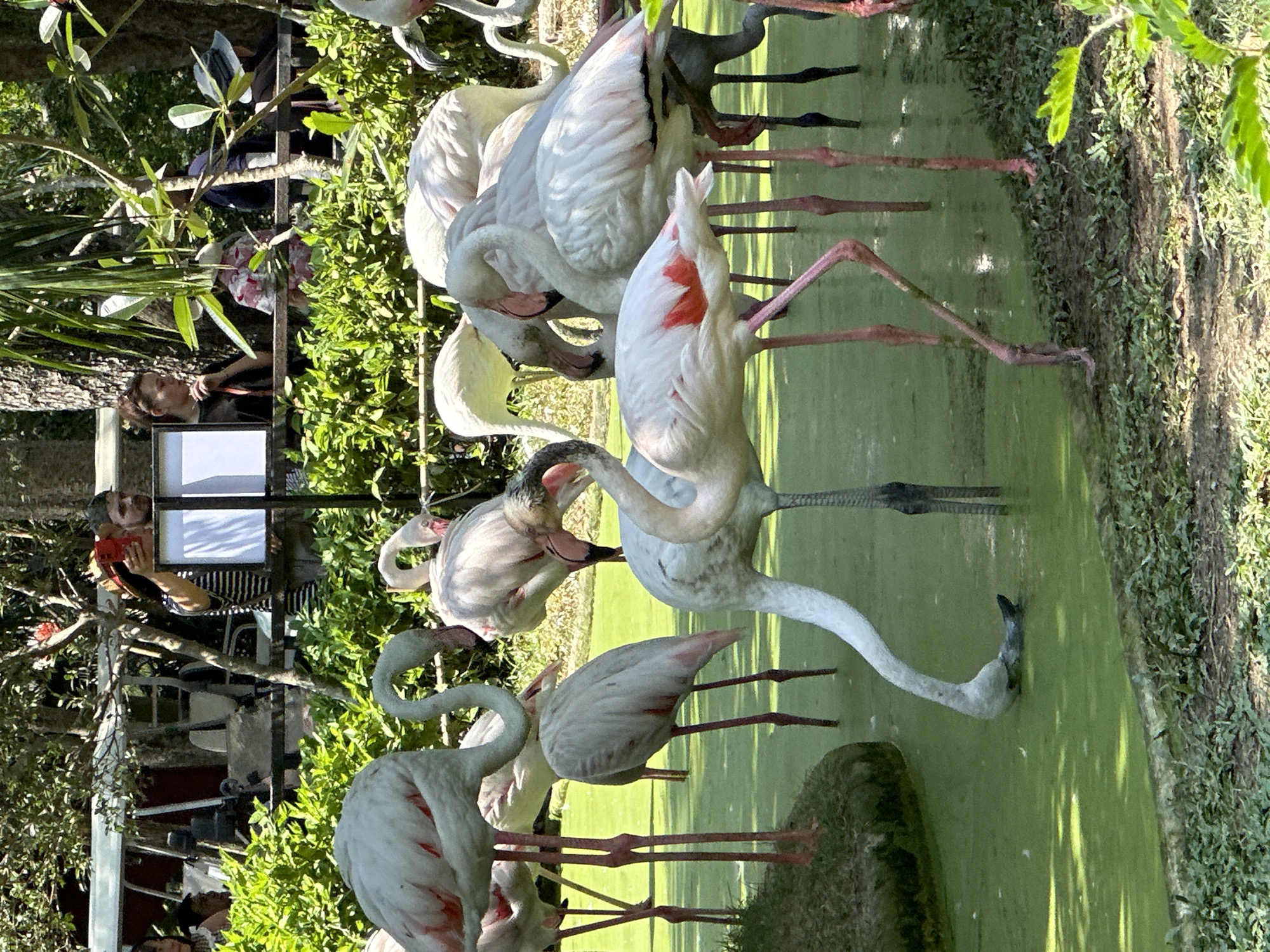 The image shows a group of flamingos wading in a green pond at the Khao Kheow Open Zoo, located in Bang Phra Subdistrict, Thailand. People are observing the flamingos.