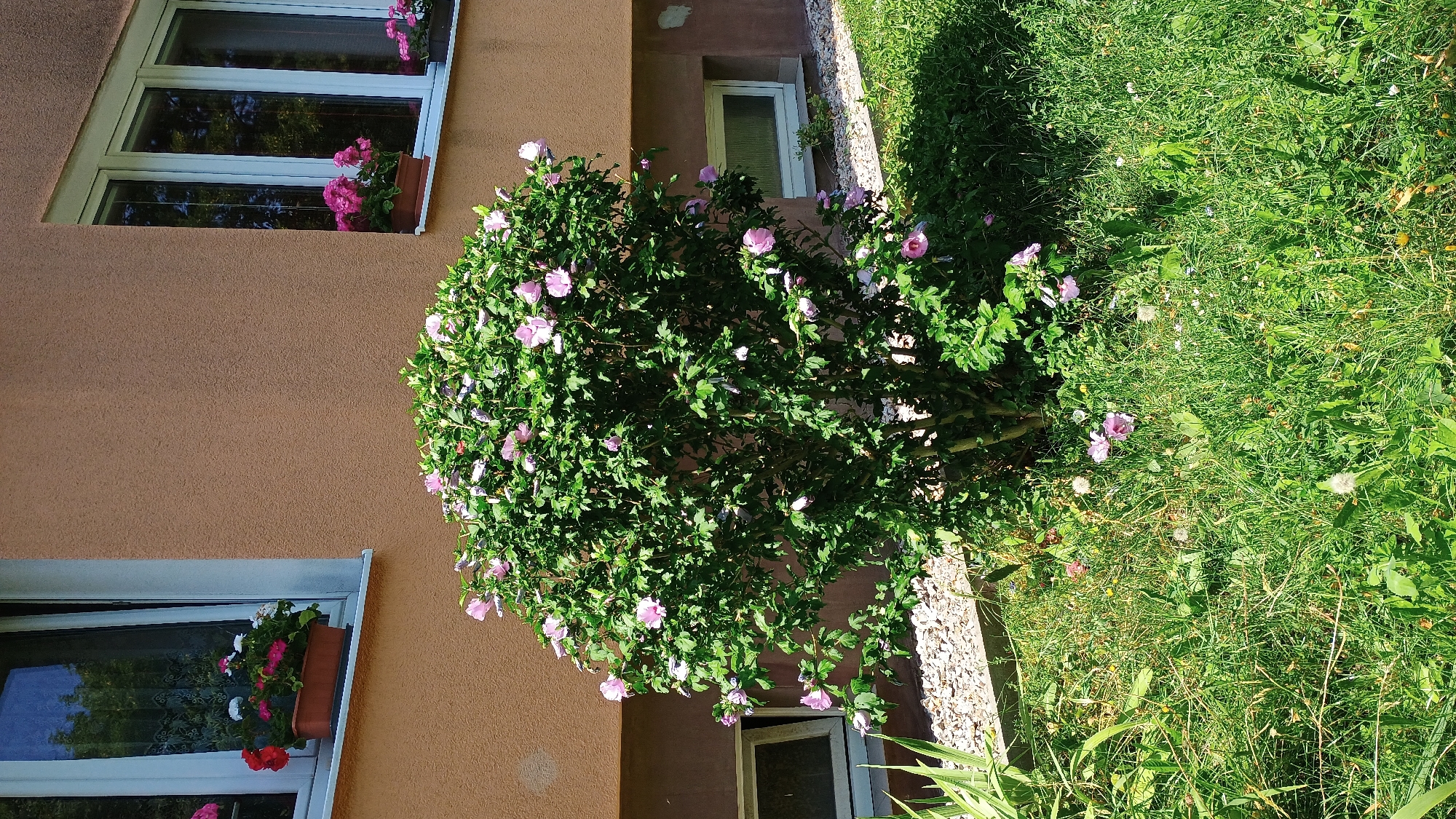A medium shot captures a flowering shrub with numerous pink blossoms situated in front of a tan-colored building. The building has two windows visible, one on the left and another on the right. The left window is adorned with a planter box containing red and white flowers. The right window also features a planter box with pink flowers. Below the windows, there are two smaller, rectangular basement windows with frosted glass. The shrub is surrounded by green grass, and a gravel path is visible behind it. The scene appears to be in an urban setting, likely a residential area in Sokolov, Czechia. There are no people or animals present.