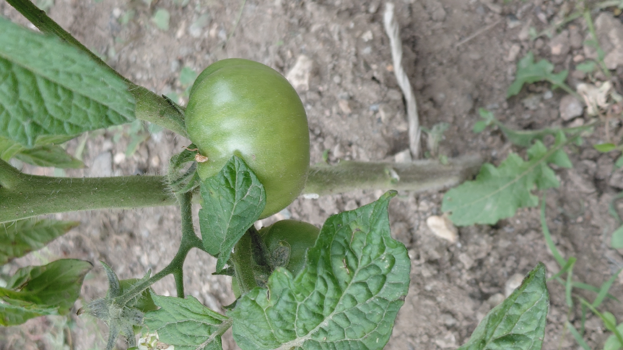 A close-up, horizontal shot focuses on a young green tomato plant growing in the soil. Two unripe tomatoes are visible, one larger and more prominent at the top of the frame, and a smaller one nestled beneath it. The tomatoes are a vibrant green and appear smooth-skinned. The plant's stem is thick, fuzzy, and green, with smaller stems branching off to support the tomatoes and leaves. The leaves are a dark green, serrated, and textured. The background consists of dry, brown soil with small pebbles and sparse green weeds. A thin, pale string or twine is visible in the upper right portion of the image, running vertically. The lighting suggests it is daytime, possibly overcast given the lack of harsh shadows. The setting appears to be an outdoor garden or farm, likely in a rural area, consistent with the provided location context of Ak-Terek, Kyrgyzstan. There are no people, visible text, or specific events taking place; the image captures a static moment of plant growth.