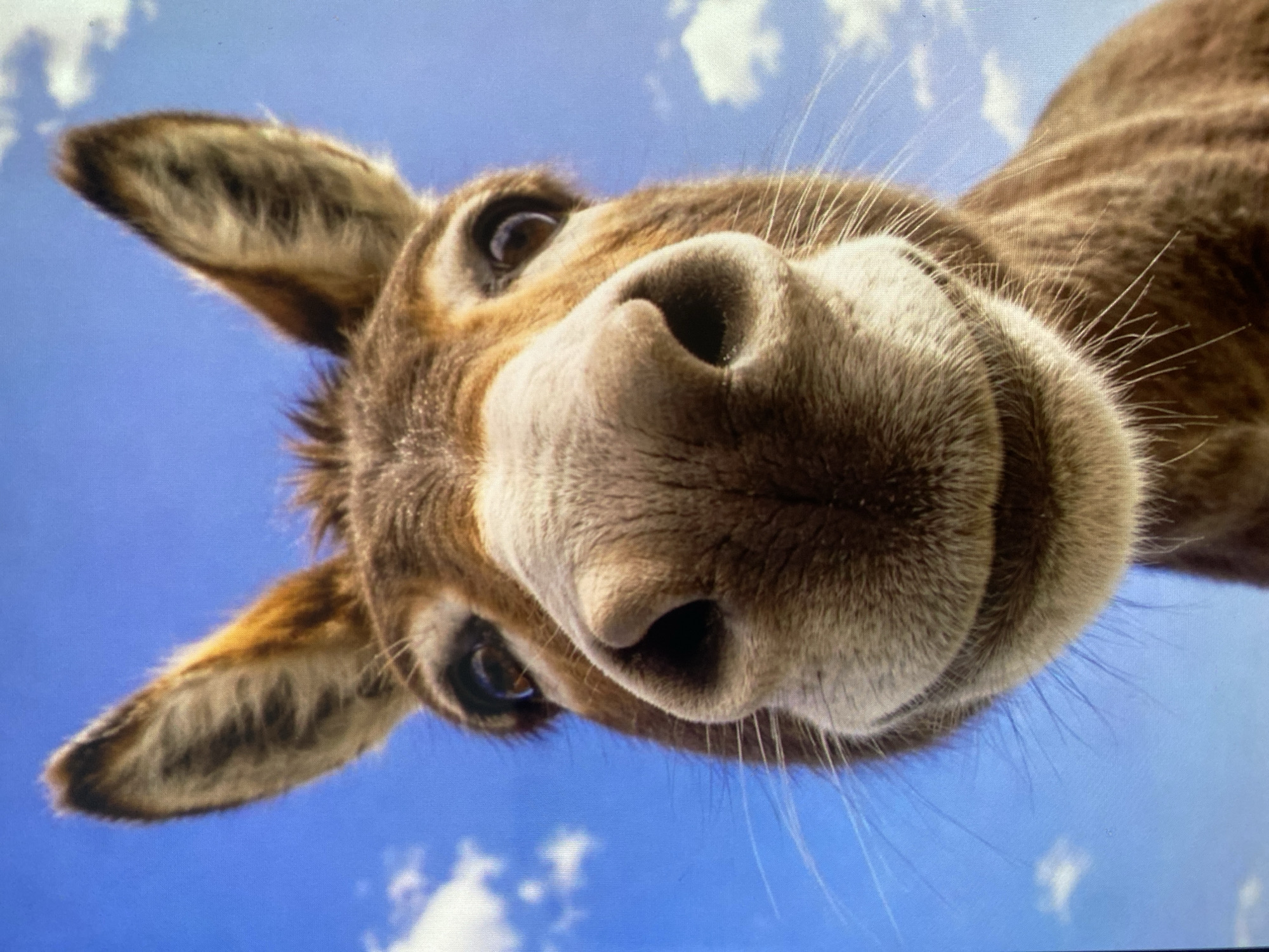 A low-angle, close-up, full-frame shot of a donkey's face against a bright blue sky with scattered white clouds. The donkey's ears are large and pointed upwards, with brown fur on the outside and lighter fur on the inside. Its eyes are dark and wide, looking directly at the camera. The donkey's nose is prominent and moist, with visible nostrils. Its mouth is slightly open, forming a gentle smile, revealing a light-colored muzzle. Long, white whiskers extend from the sides of its muzzle and above its eyes. The donkey's fur is a mix of brown and tan colors, with some darker stripes visible on its neck. The image is sharply focused on the donkey's face, with the background slightly blurred. The lighting suggests it is daytime.