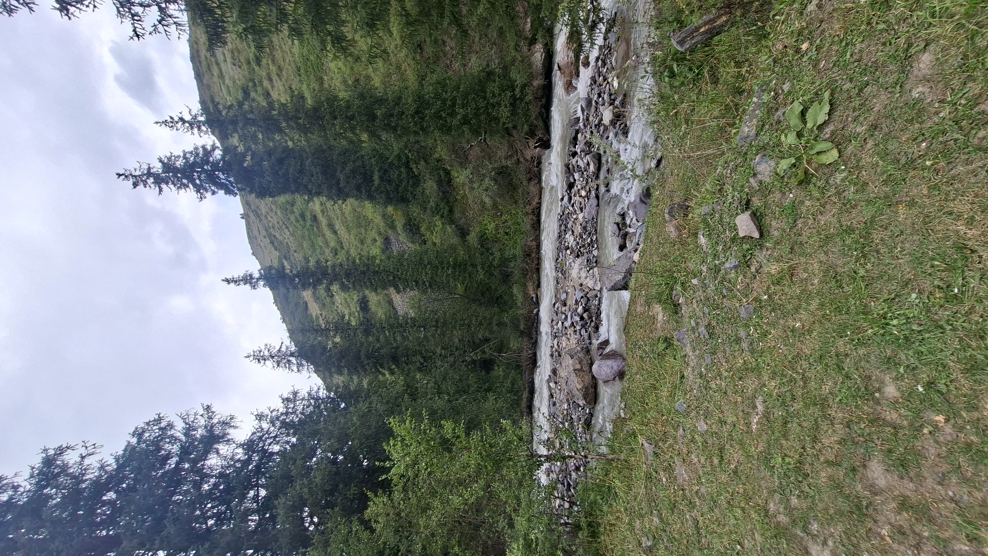 The image depicts a natural landscape with a river flowing through a forested area, leading up to a grassy hillside under a cloudy sky. The foreground consists of green grass and scattered rocks. The river, a dominant feature, is rocky and appears to be flowing with some current. Tall, slender evergreen trees are prominent along the riverbank and on the hillside, creating a dense forest. The hillside is covered in green vegetation and appears somewhat steep. The sky is overcast with diffused light. The location is described as being in the city of Batan, Kazakhstan. There are no people or animals visible in the image, and no discernible actions or interactions are taking place. The scene is static and natural.