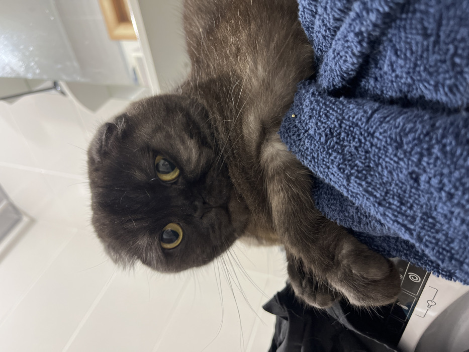 A grey Scottish Fold cat with yellow eyes peers down at the viewer. The cat is near a dark blue towel and has dark grey paws. The background includes a white tiled wall, a sink, and a black garment. The cat's face is the focal point of the shot, which is taken from a low angle, looking up. The cat's whiskers are visible and spread outwards.