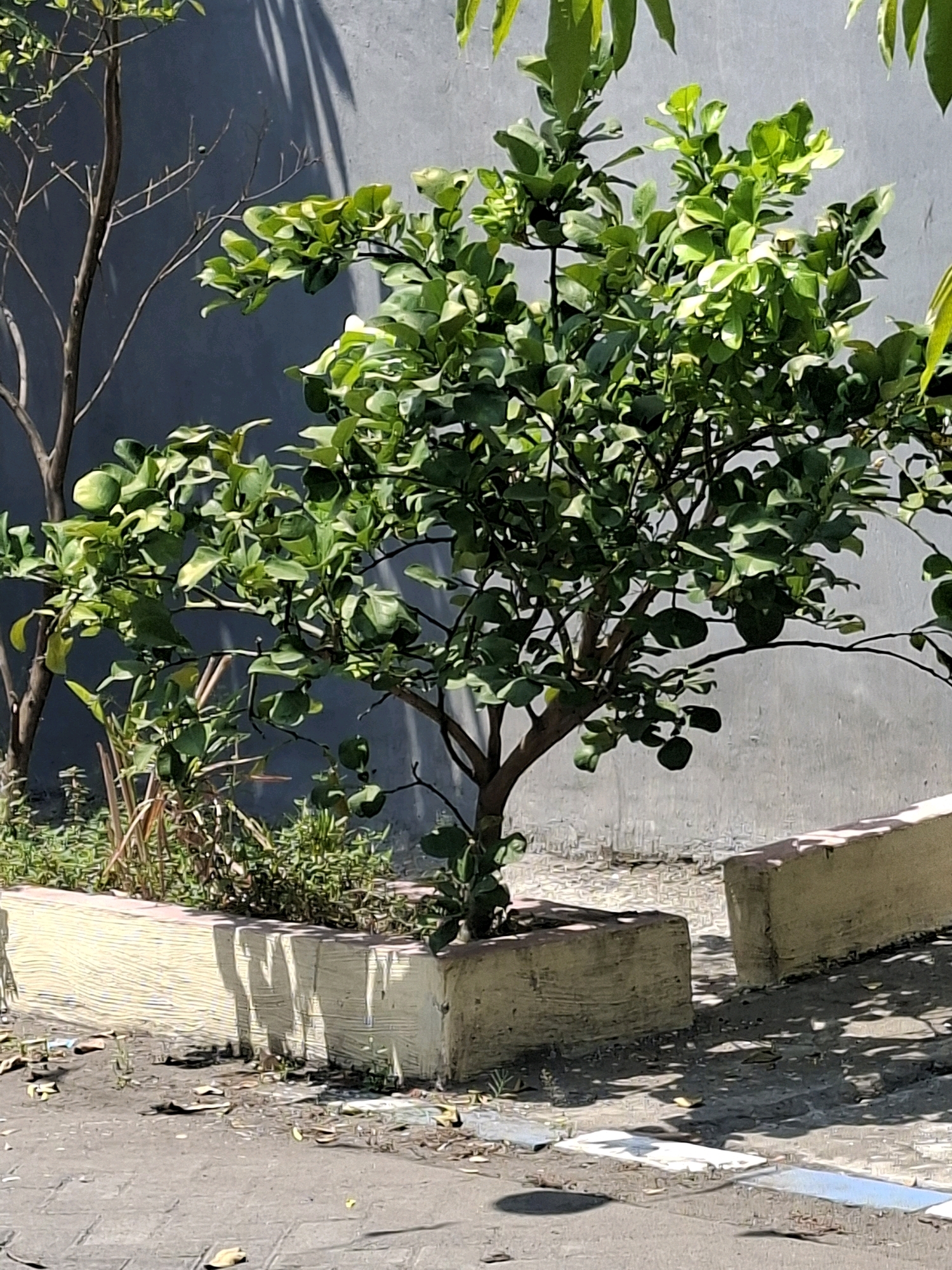 A young citrus tree, possibly a lime or lemon, with green leaves and a few visible fruits, stands in a planter box. The planter is a light yellow-beige concrete structure with a textured surface, partially filled with soil and dry grass. Adjacent to this planter is a darker grey wall, casting faint shadows from tree branches. Another, sparser tree with bare branches is visible behind the citrus tree, also against the wall. The ground in front of the planter is paved with interlocking concrete blocks, with some dry leaves scattered on the surface. Two more planter boxes of similar design are visible to the right, also casting shadows. The scene appears to be an outdoor area in a city, potentially a residential courtyard or public space, consistent with a location in Surabaya, Indonesia, given the bright sunlight and the type of vegetation and building materials. No people are present in the image.