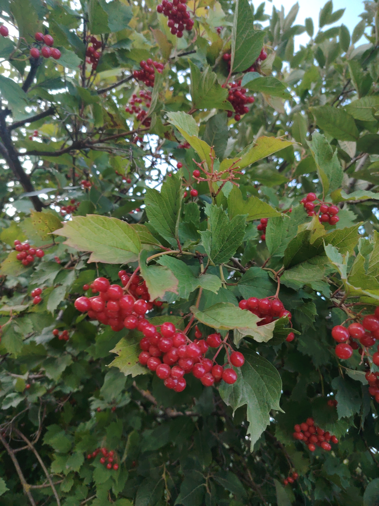 This is a close-up, eye-level, outdoor, daytime photograph of a cluster of ripe red berries on a bush. The berries are small, round, and clustered together on thin stems. They are a vibrant red color and appear to be slightly glossy. The leaves of the bush are green and have a serrated edge. Some leaves are slightly wilted or tinged with yellow, suggesting it may be autumn. The background is a blur of green foliage and hints of a bright, overcast sky. The image was taken in Khorugvino, Russia.