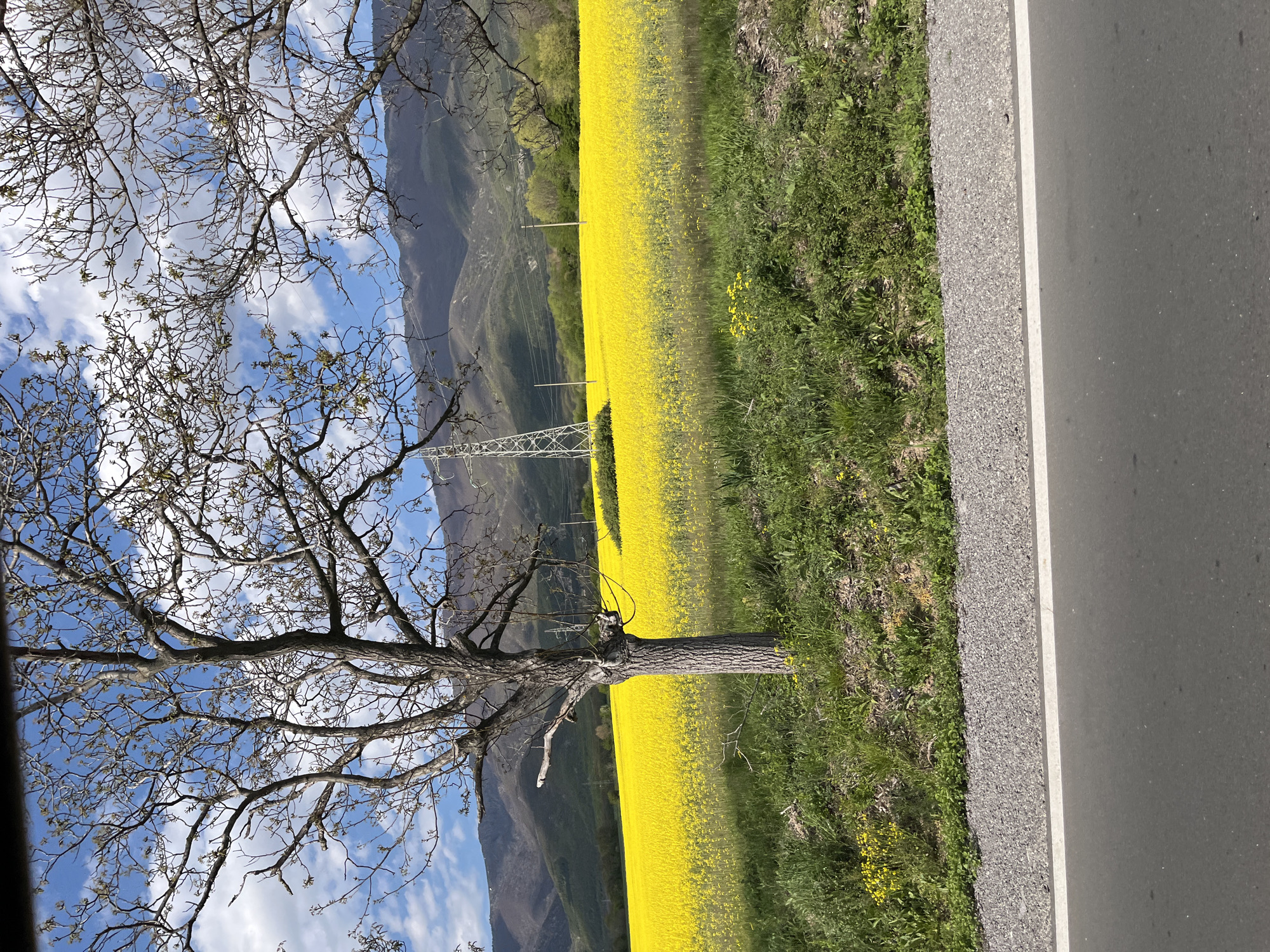 The image depicts a rural scene. A large tree, mostly bare of leaves, is in the foreground. Beyond the tree is a vibrant yellow field, likely rapeseed flowers, stretching towards mountains in the distance. A power line tower is visible in the middle ground within the field. The sky is blue with scattered white clouds. To the right of the field is a strip of green grass and a gray asphalt road. The location is claimed to be near Pevtsite, Bulgaria, but without additional details from the image, confirmation is impossible. There are no people visible in the image.