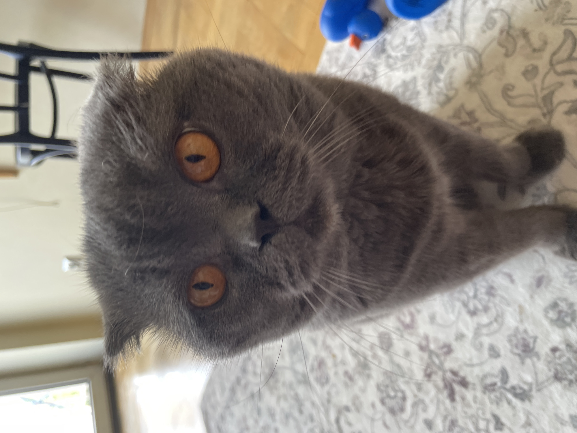 A Scottish Fold cat with solid blue-grey fur stands on a light-colored, patterned rug, looking directly at the camera. Its most striking features are its large, round, vivid orange eyes with vertically slit dark pupils, and its characteristic small, folded-down ears. The cat's dark nose and several fine whiskers are visible. In the blurred background to the left, a bright window or glass door with a white frame provides natural light, revealing faint green outdoor foliage and a light wooden floor. To the right, an out-of-focus dark wooden chair with a curved backrest is visible against a polished wooden floor. A partially visible bright blue plastic toy with a small orange detail lies on the rug to the cat's right. The scene is an indoor setting within the city of Unknown, Unknown.