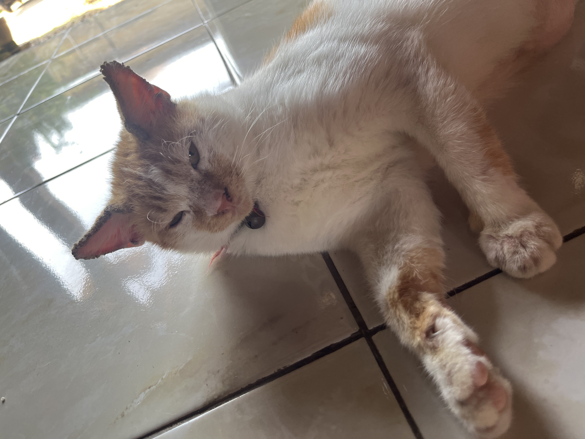 A ginger and white cat is lying on a tiled floor. The cat is looking at the camera with its eyes partially closed. The floor tiles are a light color and have dark grout lines. There is a red collar around the cat's neck. The background is out of focus but appears to be a window or glass door with reflections of trees and sky. The scene is indoors. The location is within Karangrandu, Indonesia.
