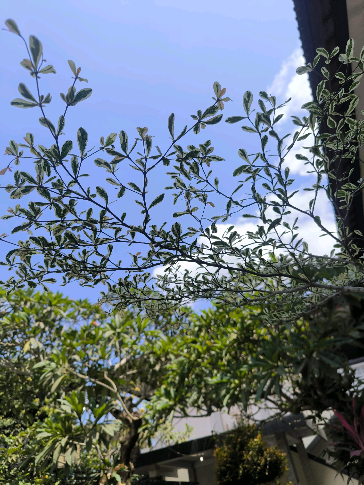 The image shows an outdoor scene with a clear blue sky and scattered white clouds. In the foreground, branches of a plant with small, variegated leaves (green and white) are silhouetted against the sky. The branches extend from the right side of the frame and across the top. Below the foreground branches, a dense canopy of green leaves from other trees or shrubs is visible, appearing slightly out of focus. A portion of a dark, angled structure, possibly a roofline or building edge, is present along the right side of the upper frame. The overall impression is that of lush vegetation against a bright sky. The location is specified as Tabanan, Indonesia. There are no people or discernible actions depicted in the image.