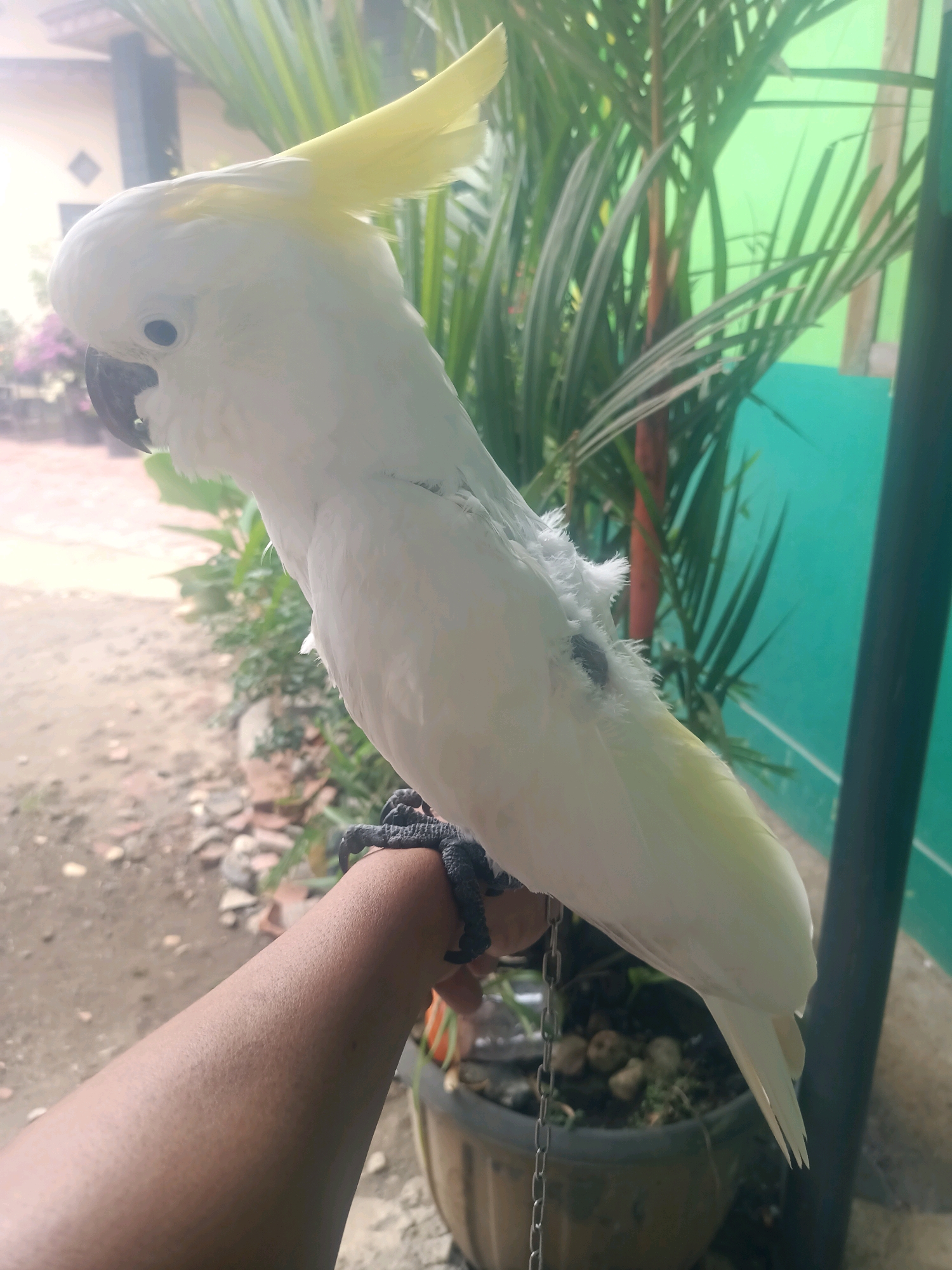 A white cockatoo with a yellow crest is perched on a person's arm. The cockatoo is facing left and appears to be looking down. Its feathers are white, with some yellowing on the crest and tail. The bird's legs and feet are black and appear to be gripping the arm. The person's arm is brown and appears to be a man's arm. The background is blurry but shows some green foliage and a turquoise wall. There is also a planter pot with some stones in it. The scene appears to be outdoors in a tropical or subtropical environment. The location is in Trenggalek, Indonesia.