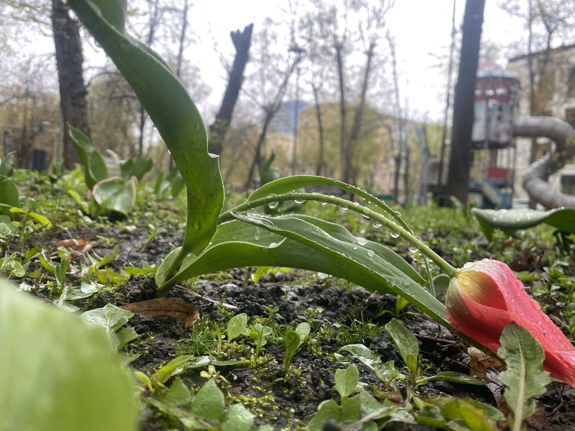 This low-angle, close-up photograph captures a wet, early spring scene in what appears to be an urban park or courtyard in Moscow, Russia, likely after a recent rain.
The primary subject is a vibrant red and pink tulip, its petals and broad green leaves covered in numerous clear water droplets. The tulip appears to be leaning or fallen onto the damp, dark soil, which is rich with small green sprouts, patches of moss, and scattered brown, dried leaves. Another large, out-of-focus green leaf occupies the immediate bottom left foreground, further emphasizing the ground-level perspective.
In the blurred background, several bare trees with hints of new green foliage stand against an overcast, bright sky, characteristic of early spring. Through the trees, elements of a cityscape are visible. To the right, a distinctive red and white turret-like structure, likely part of a children's playground, is discernible, along with a curving grey slide. Further back, blurred outlines of buildings suggest an urban setting.
The image is devoid of human presence or activity, focusing instead on the natural elements and the effect of precipitation. There is no visible text. The overall atmosphere is fresh, quiet, and reflective of nature's resilience after rainfall.