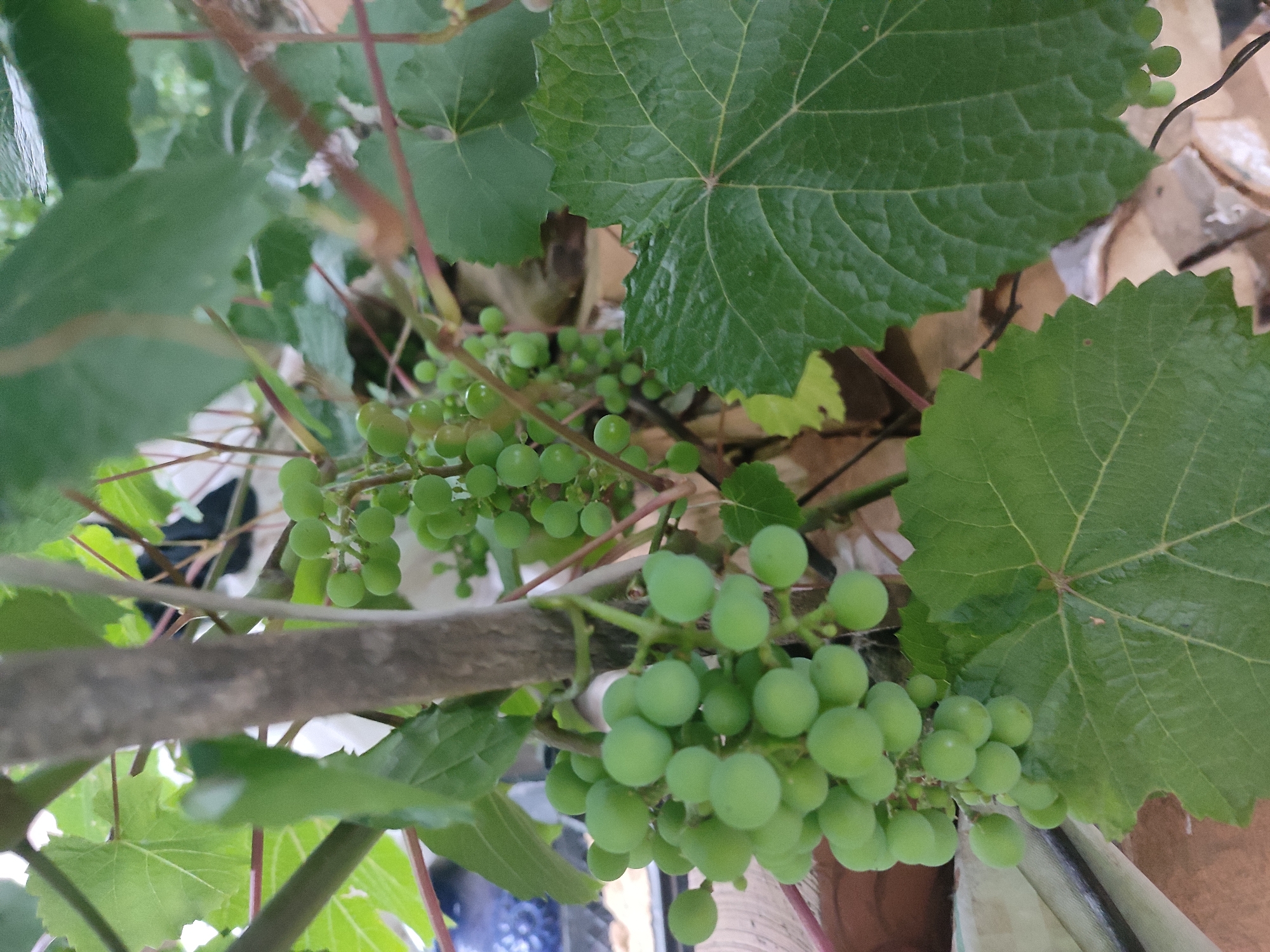 A close-up shot captures a cluster of unripe, green grapes hanging from a vine. The grapes are small and round, tightly packed together on their stems. Several large, green grape leaves with prominent veins frame the cluster, some appearing textured and slightly serrated along their edges. A thick, gray vine or stem runs vertically through the center of the image, partially obscuring the grapes. The background is blurred and consists of a mix of greens and browns, suggesting a natural outdoor environment. The lighting is soft and diffused, casting gentle shadows and highlighting the roundness of the grapes. The scene is devoid of any human presence, animals, or vehicles. The location, Il'bukhtino, Russia, is not visually evident in the image itself.