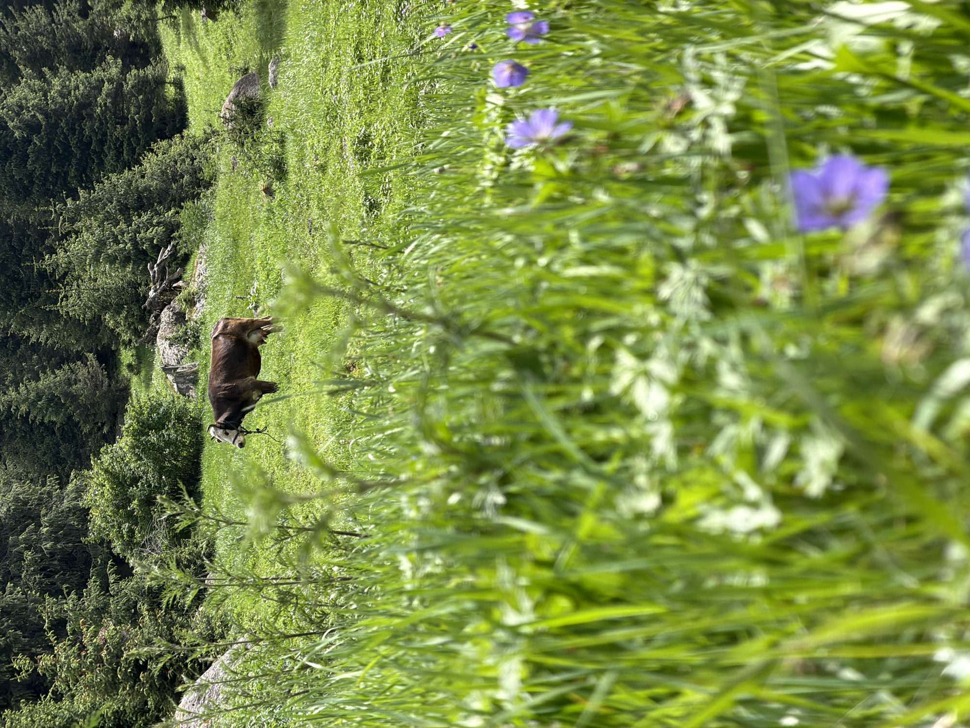 In an outdoor, mountainous environment in Kyrgyzstan, a brown and white cow stands on a lush green hillside. The cow is facing to the right and appears to be grazing. In the foreground, out of focus, are tall green grasses and purple flowers. In the background, there are more green trees and large rocks. The sky is not visible. The scene depicts a peaceful, natural setting.