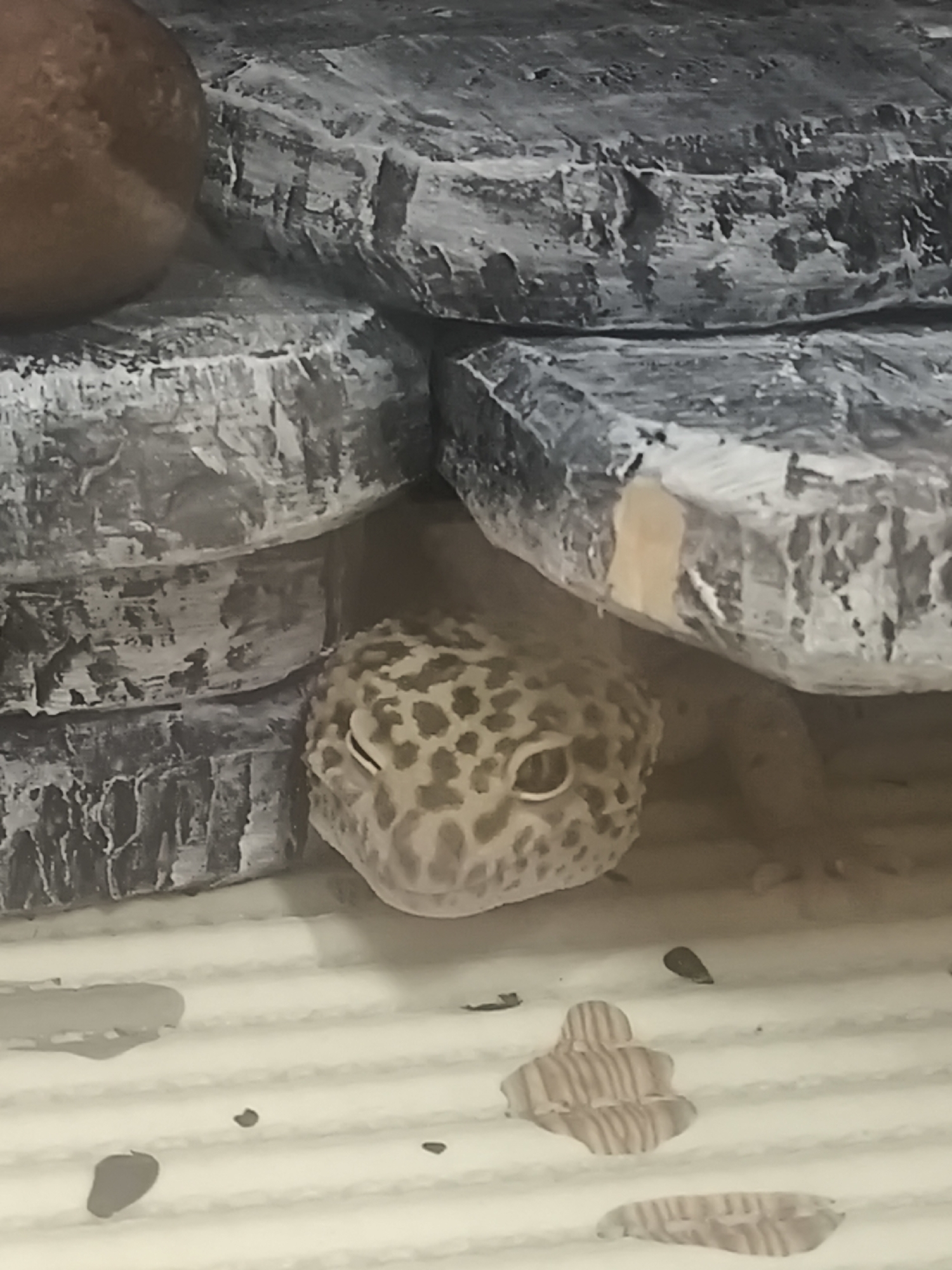 A tan leopard gecko with brown spots rests under a rock formation. The rock formation is layered, grey, and textured to look like stone. The gecko’s head is visible, and it appears to be looking towards the camera. The background and foreground are out of focus, and the bottom surface is a light cream color with brown shell-like patterns. There is nothing in the image that indicates this photo was taken in the city of Chaikovsky, Russia.
