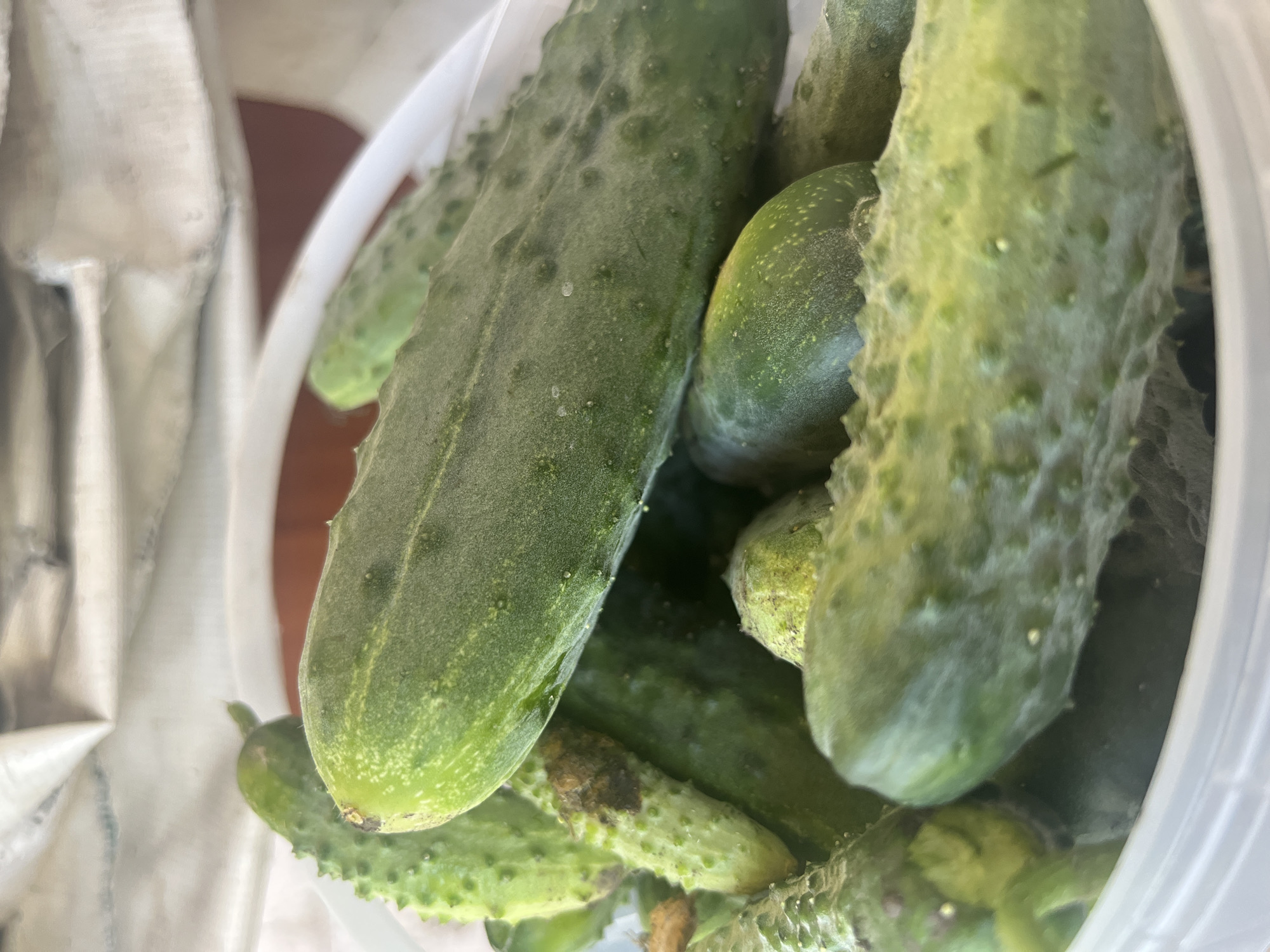 A close-up, low-angle shot shows a white bucket filled with a large quantity of bumpy, green cucumbers. The cucumbers are various sizes, with some showing signs of blemishes or slightly darker spots. The lighting is natural and casts a soft glow on the produce. The background is blurred, but appears to be an indoor setting with some fabric or material visible at the top. There are no people present in the image. The image does not provide any information or context related to the city of Preobragenskaya, Russia.
