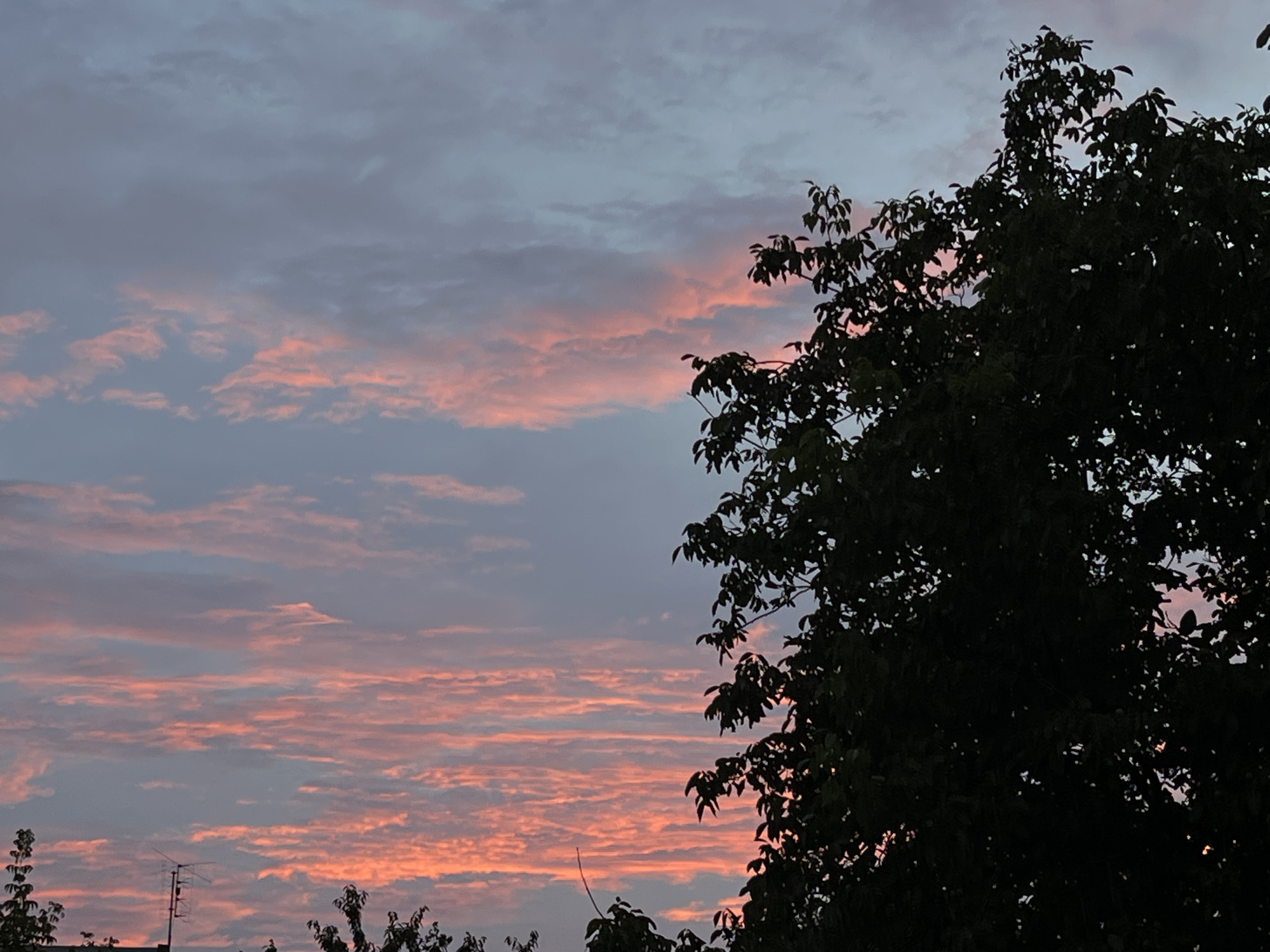 This is a photograph of a cloudy sky at dusk, with the lower part of the image dominated by the silhouette of a large, leafy tree. The clouds are a mix of grey and soft pink, suggesting the colors of a sunset or sunrise. Wisps of pink are spread across the sky in thin, horizontal bands. On the left side of the image, near the bottom, the top of a building with an antenna is visible, suggesting an urban or suburban setting. The tree's dark foliage contrasts sharply with the lighter sky. The overall mood is serene and tranquil, capturing a moment of natural beauty as day transitions into night. The time of day is clearly dusk, given the colors of the sky. There is no visible text in the image.