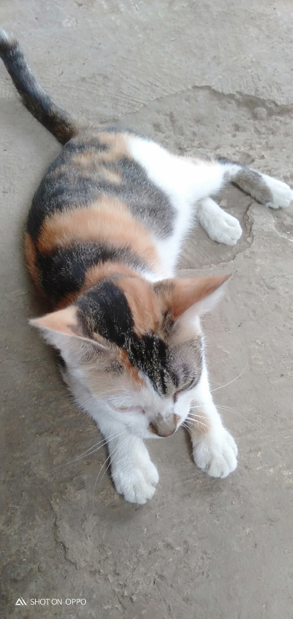 A calico cat is lying on a concrete surface. The cat's fur is a mix of white, orange, and black. It is lying on its side with its eyes closed and its paws tucked under its body. The concrete surface appears to be outdoors, possibly a sidewalk or a patio. The image also contains a watermark in the lower left corner that reads "SHOT ON OPPO". This image was taken in South Jakarta, Indonesia.