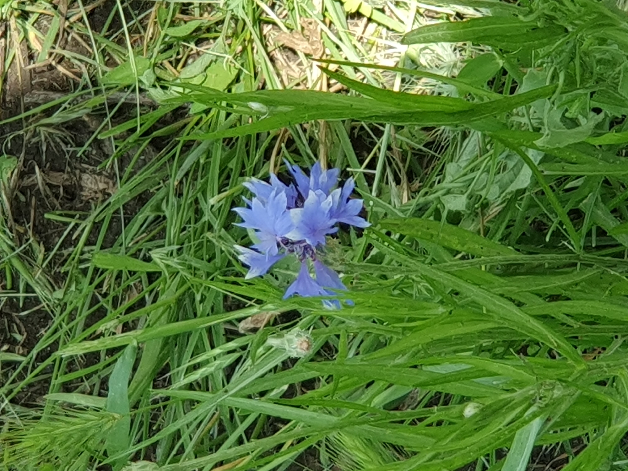 A close-up, overhead shot showcases a cluster of blue cornflowers amidst tall, green grass and brown soil. The flowers are in focus, with their delicate petals clearly visible. The surrounding grass is a mix of varying lengths and shades of green, creating a natural and slightly overgrown environment. Patches of dark soil are visible between the blades of grass, suggesting an outdoor setting. The lighting indicates it is daytime, with shadows cast by the vegetation. The scene appears to be a natural or semi-natural area, possibly a meadow or field, in Novoivanivka, Ukraine.