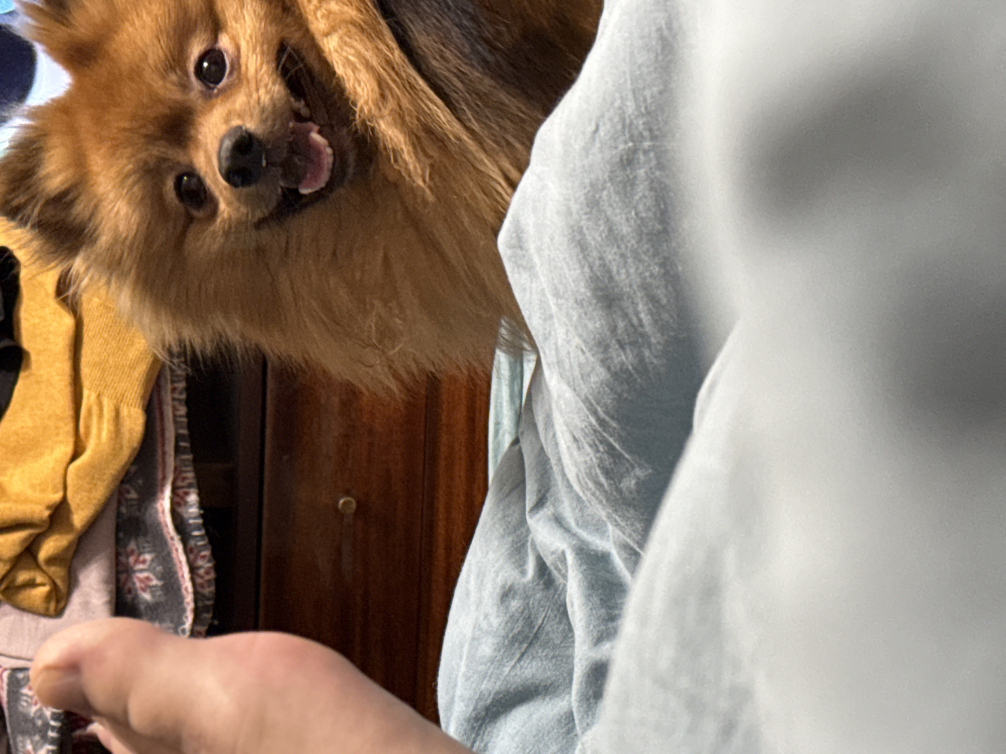 A medium-sized, tan-colored dog, likely a Pomeranian, appears to be looking at the camera with its mouth open. It's positioned in the upper left quadrant of the frame. A light blue or gray garment dominates the right side of the image, obscuring much of the background. Behind the dog, there is a partially visible wooden cabinet or door with a brass knob. Additionally, there are visible clothes, including a yellow sweater and a gray and red patterned garment. In the lower-left corner, a finger is visible. The location is not discernible from the image.
